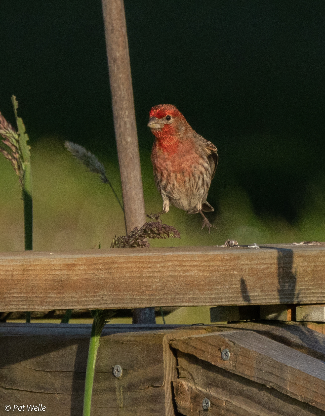 House Finch - in for a landing