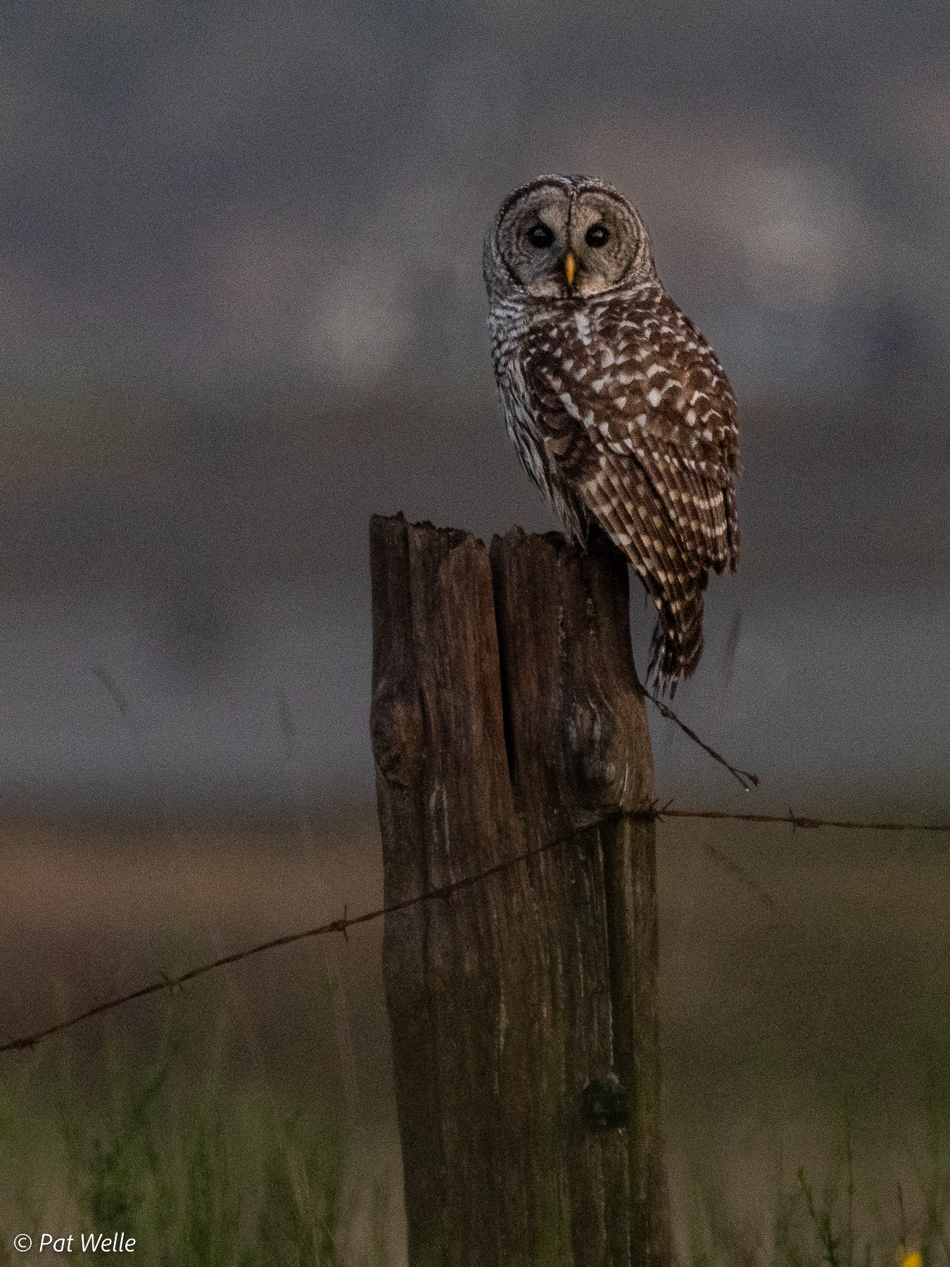 Barred Owl