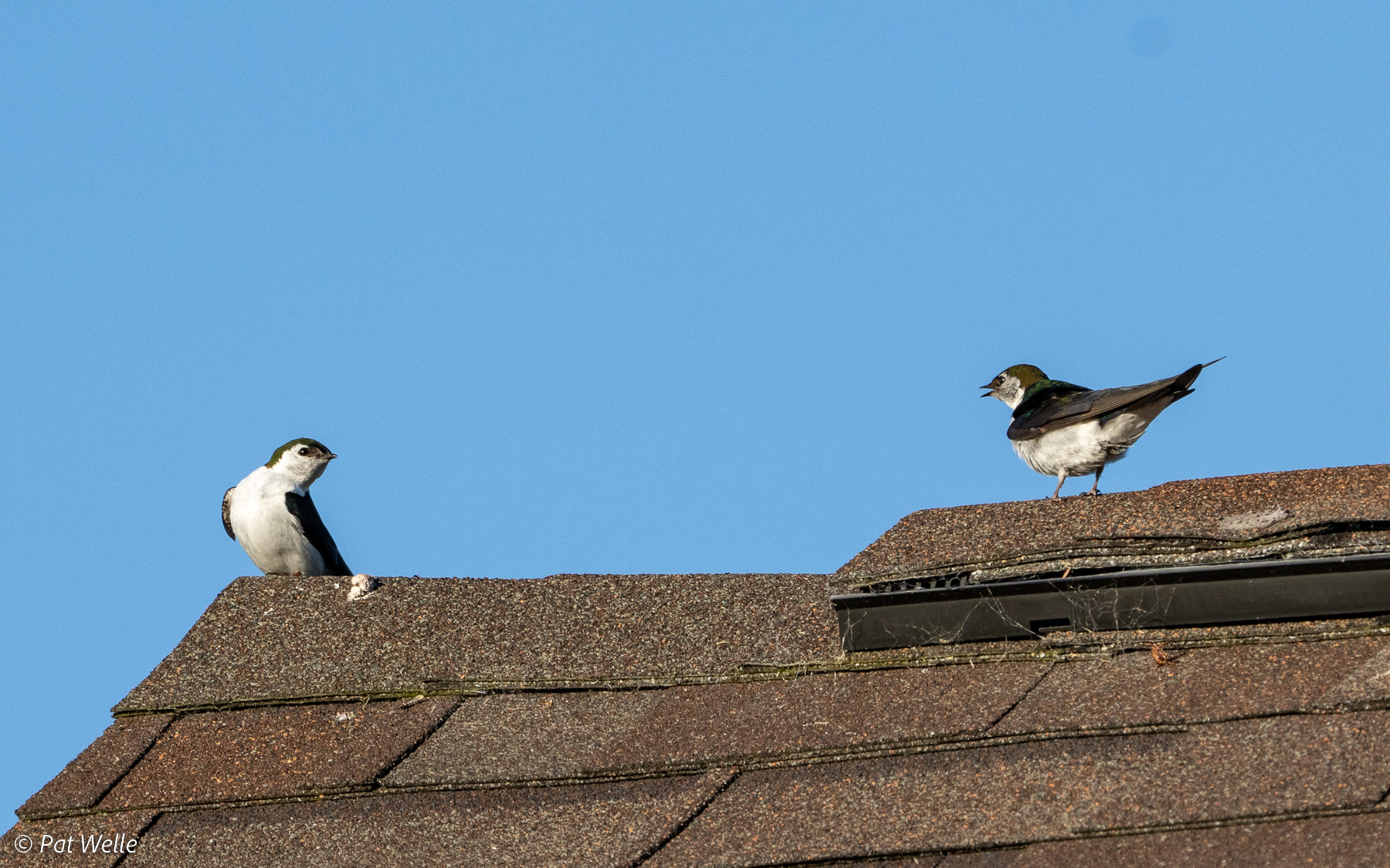 Who's roof is this? Tree Swallows