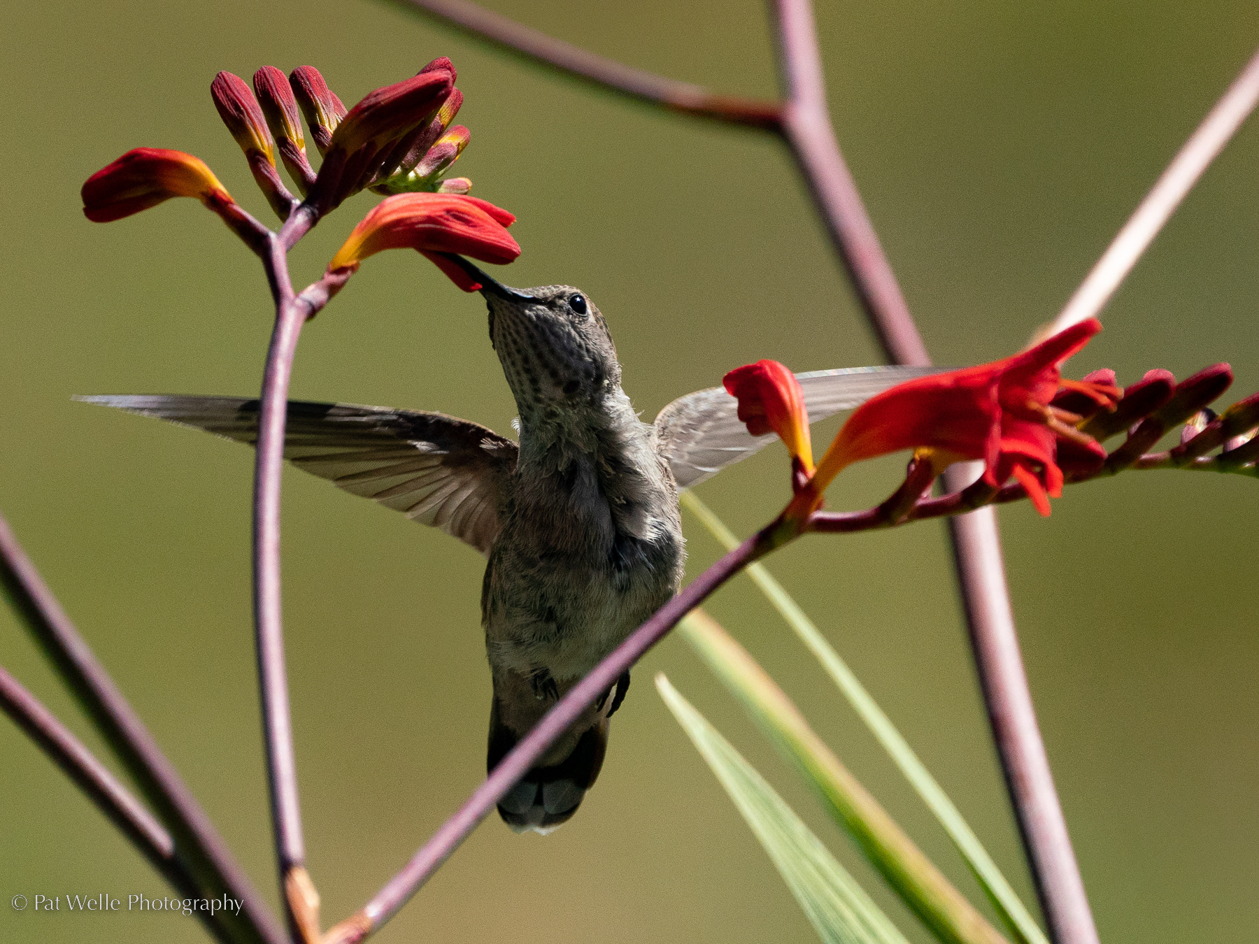 Anna's Hummingbird