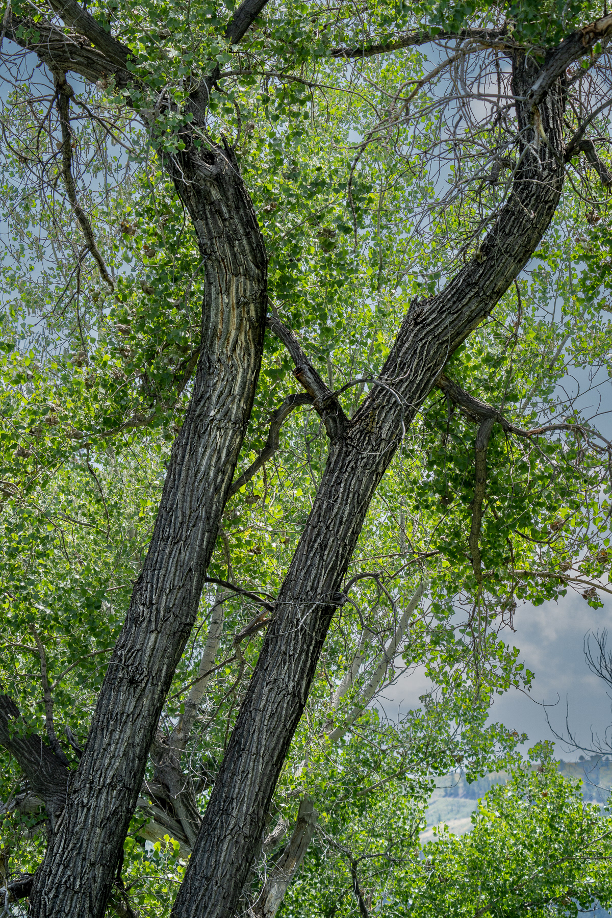 Black Cottonwoods