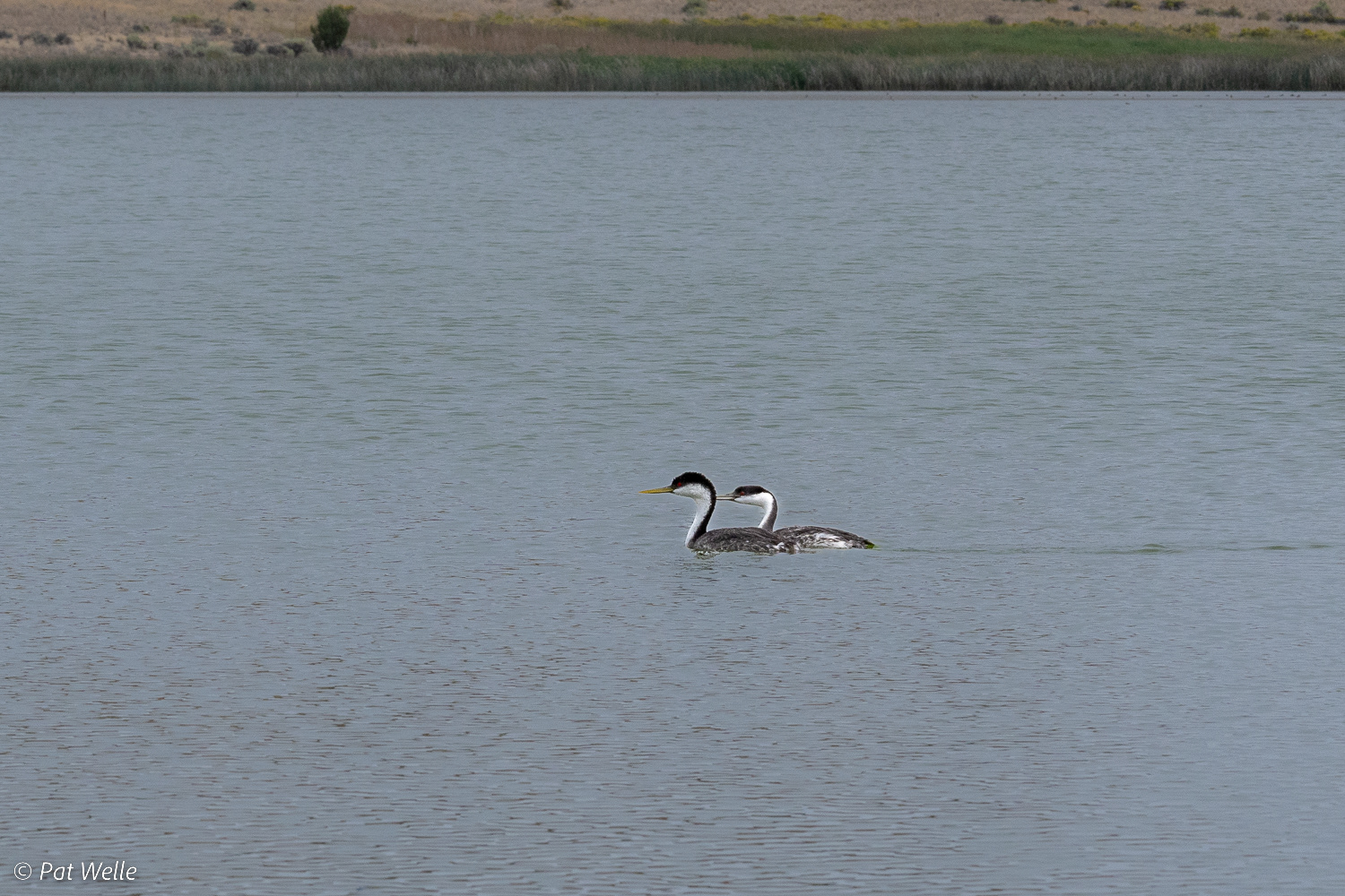 Western Grebe on Krumbo Reservoir