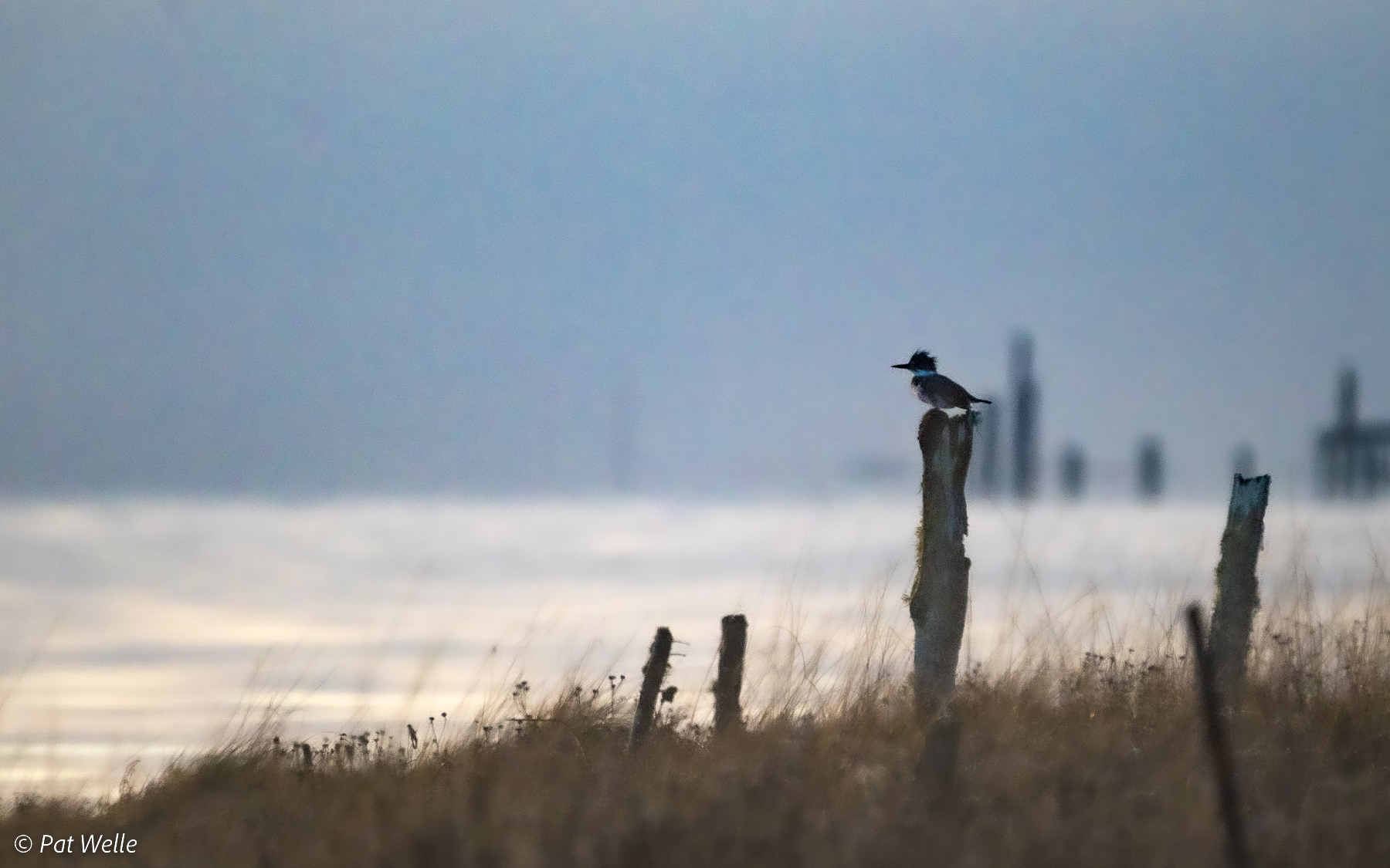 Kingfisher