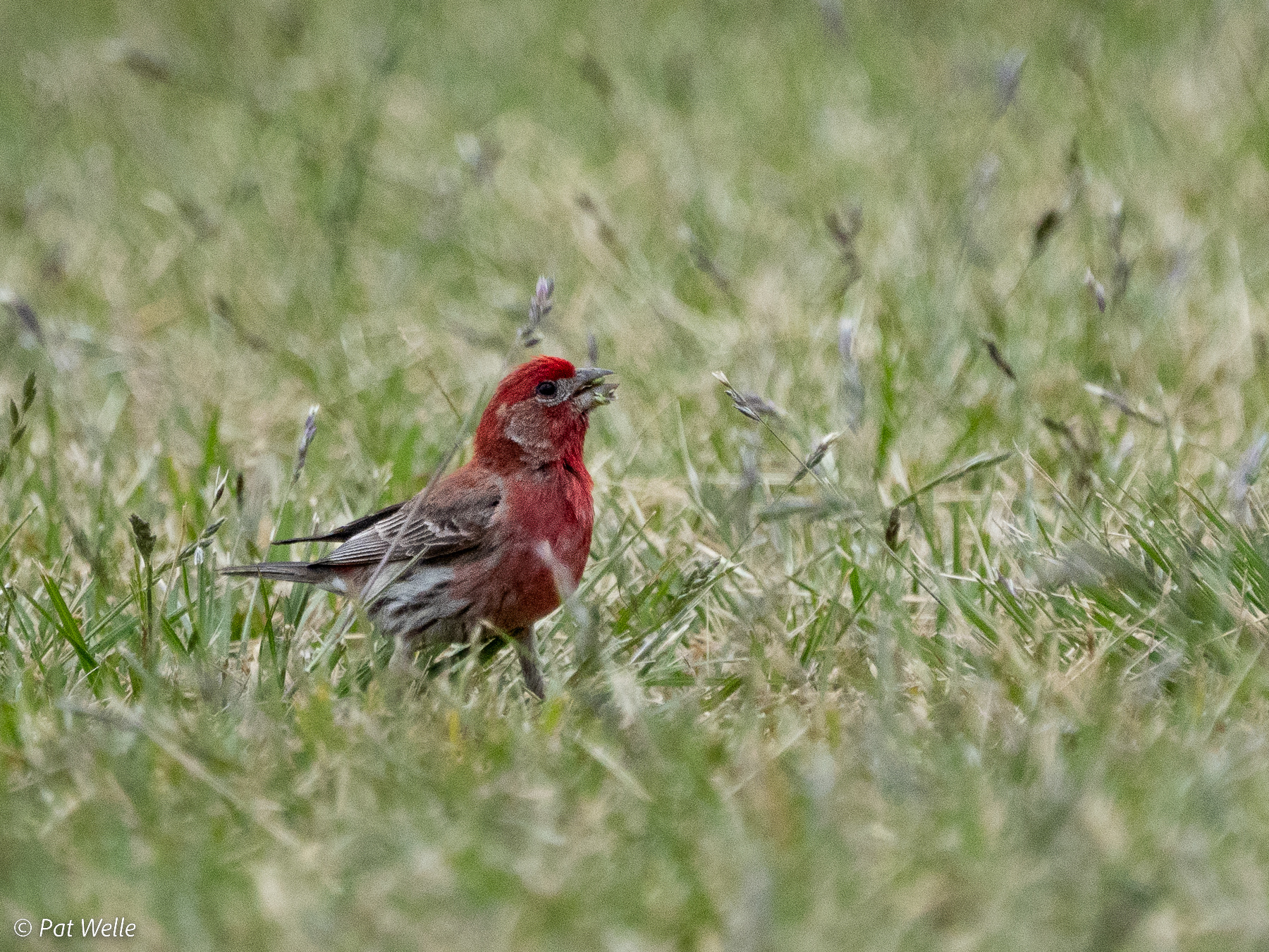 House Finch enjoying the grass seeds