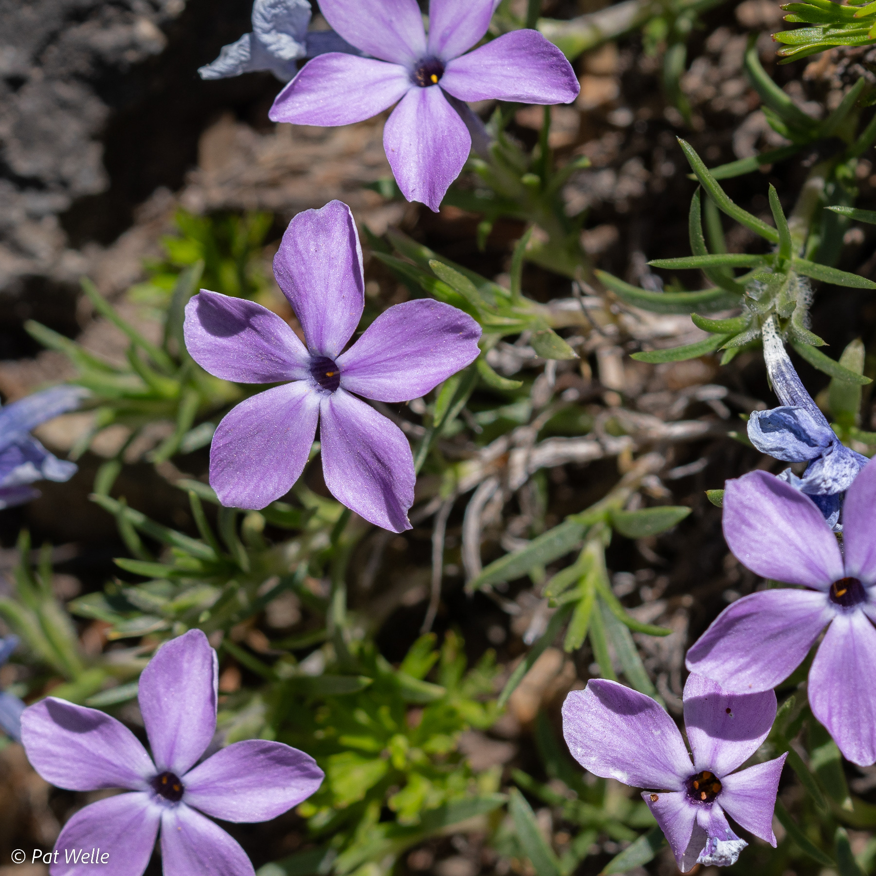Phlox