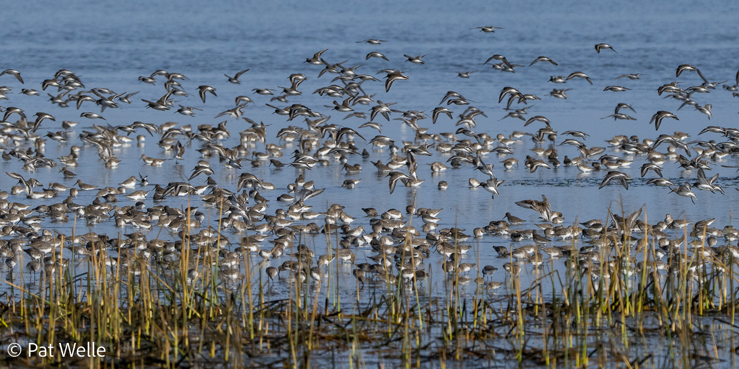 Shorebird flock at Leadbetter