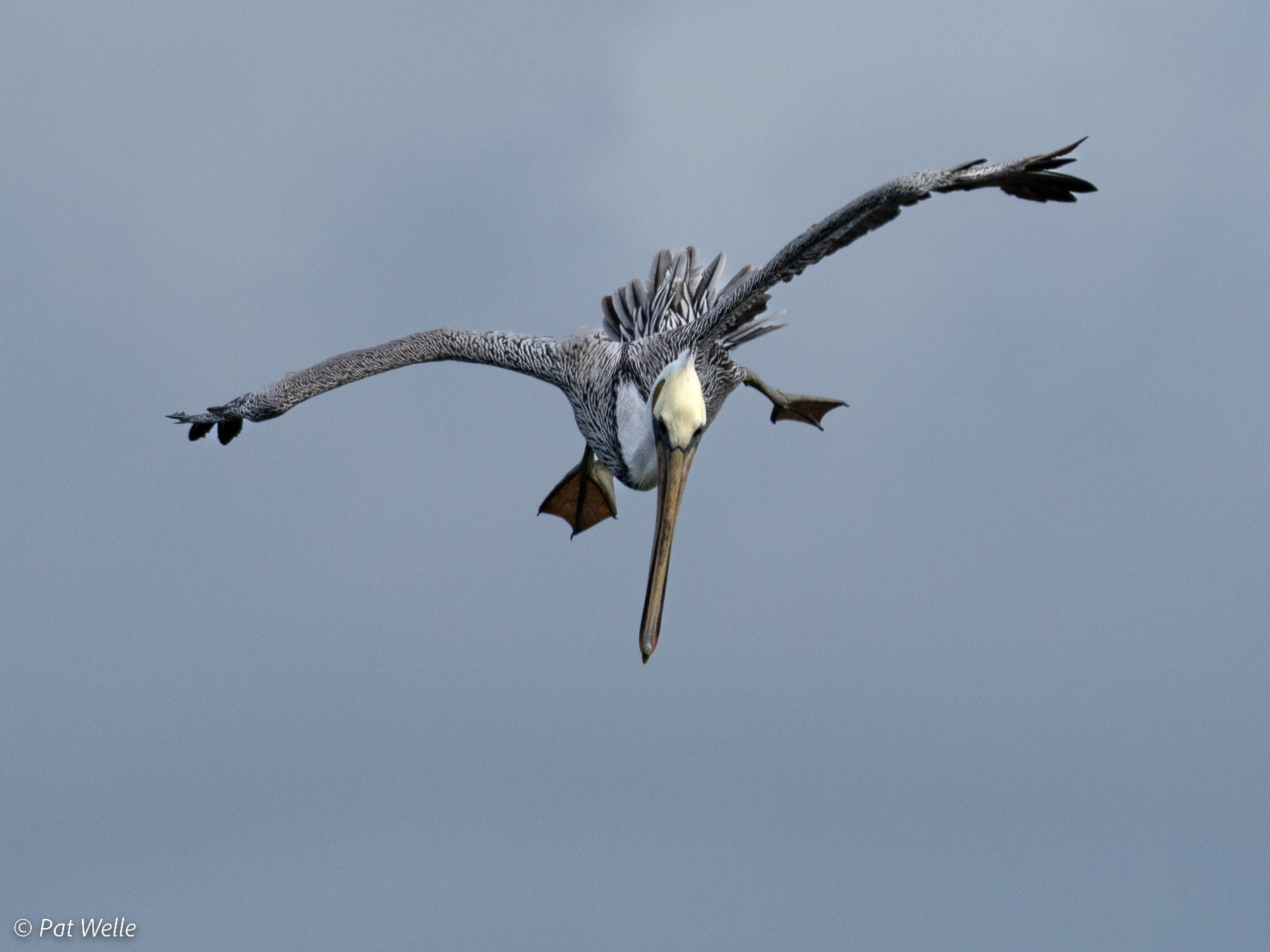 Diving Brown Pelican
