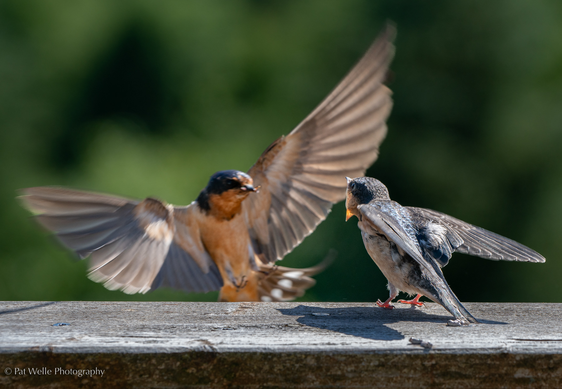 Barn Swallows