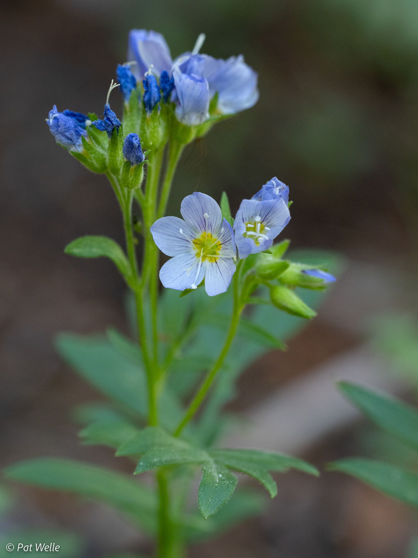 Jacob's Ladder