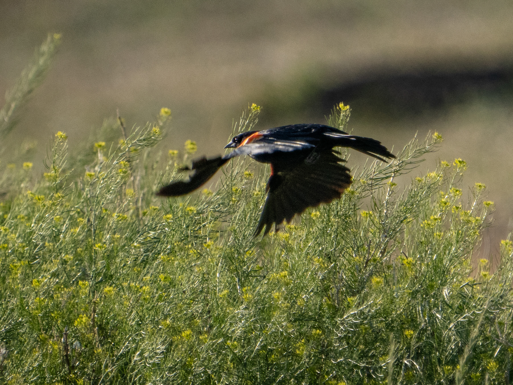 Redwing Blackbird