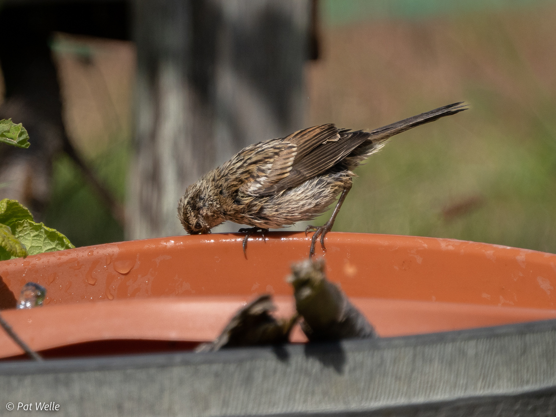 White-crowned Sparrow - beak scratch