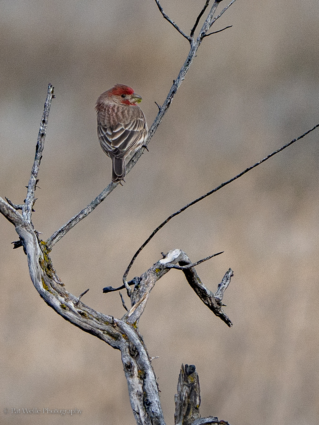 House Finch