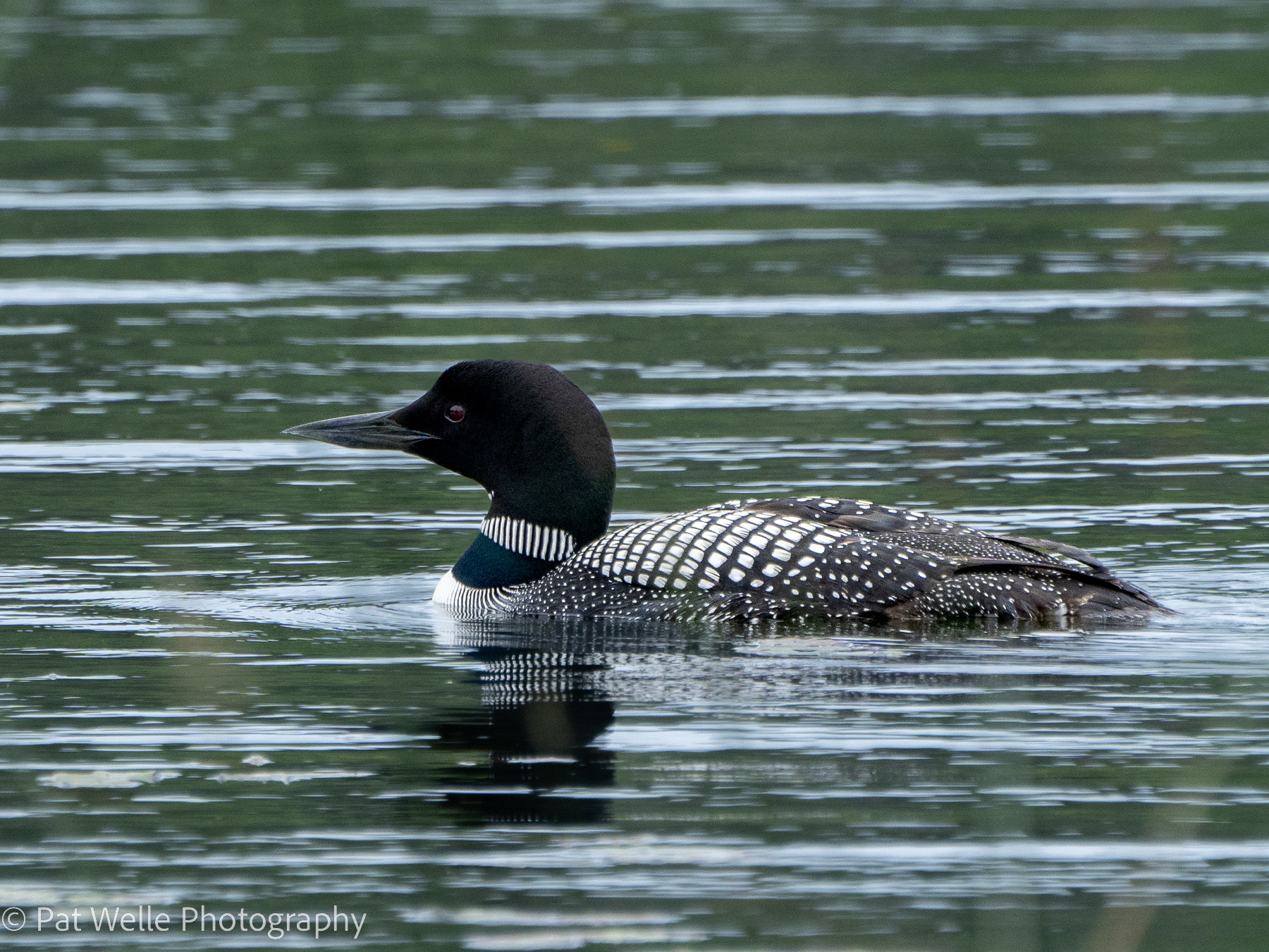 Common Loon