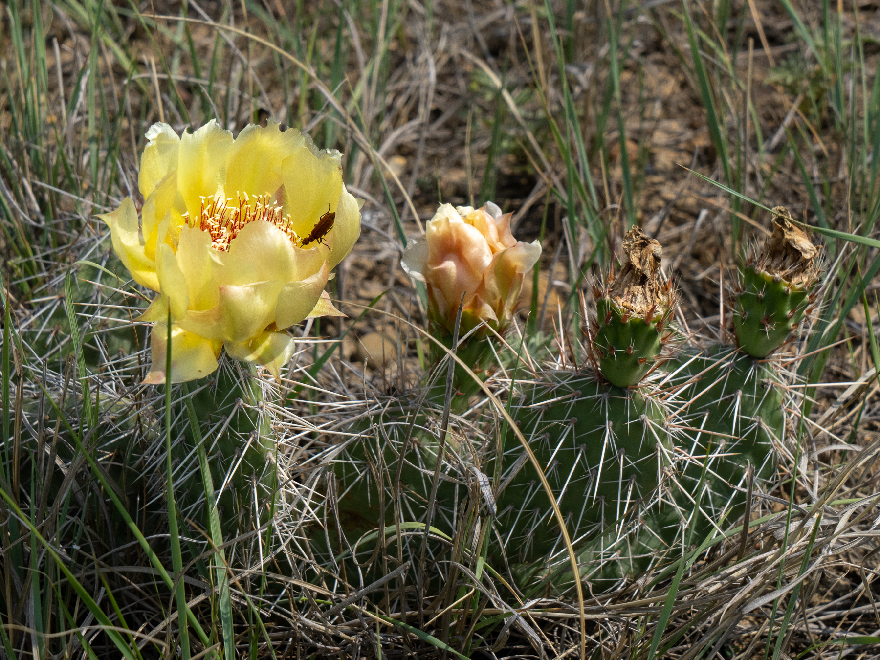 Cactus