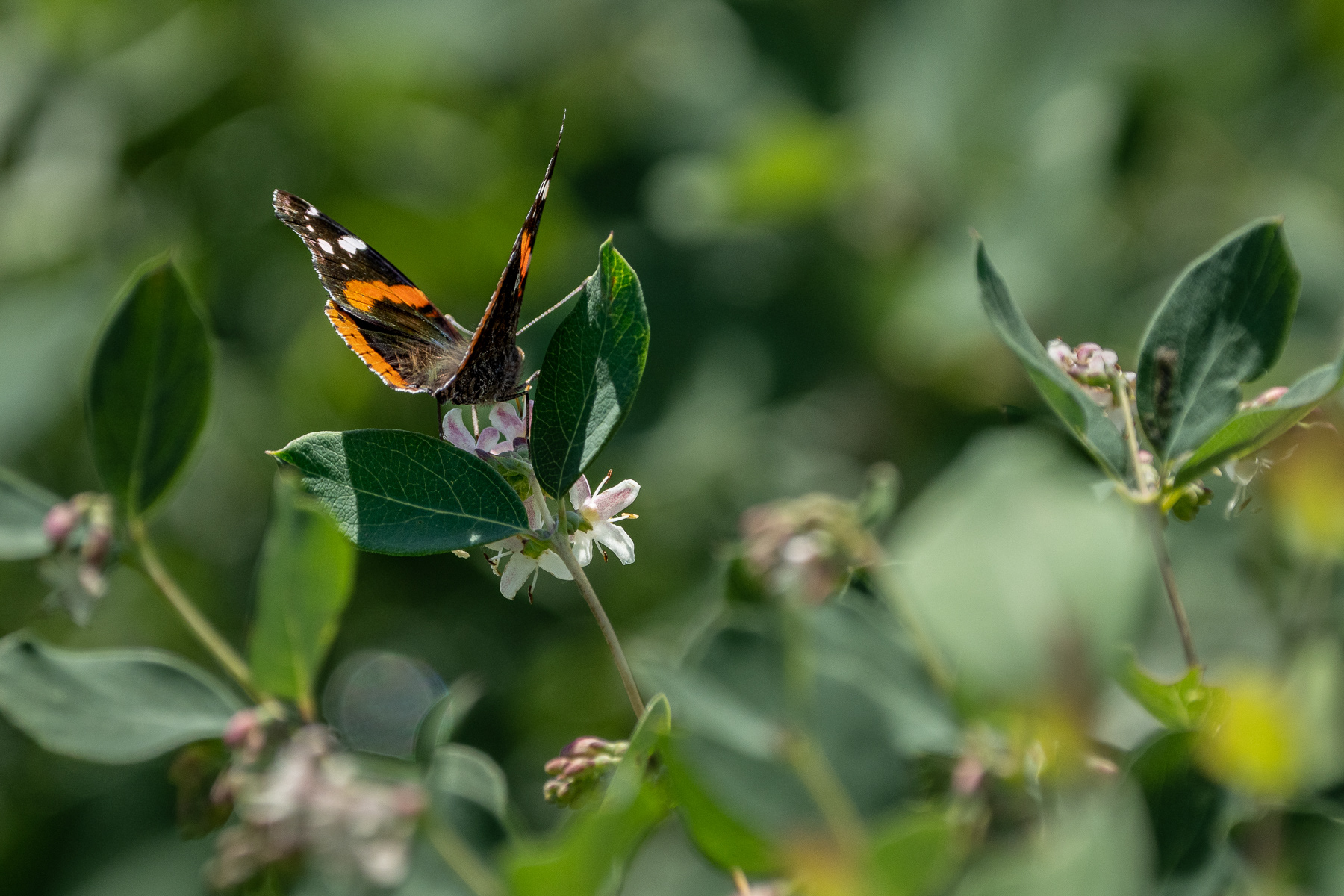 Butterfly at James Kipp