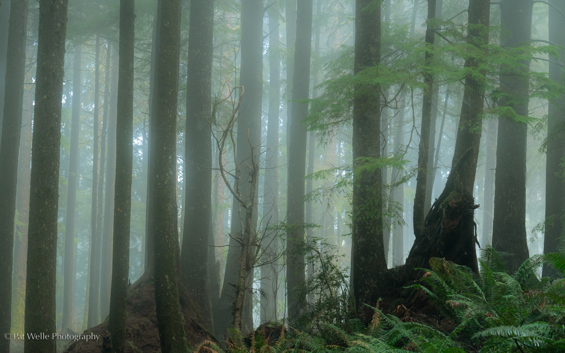 Tarlatt Forest with Fog