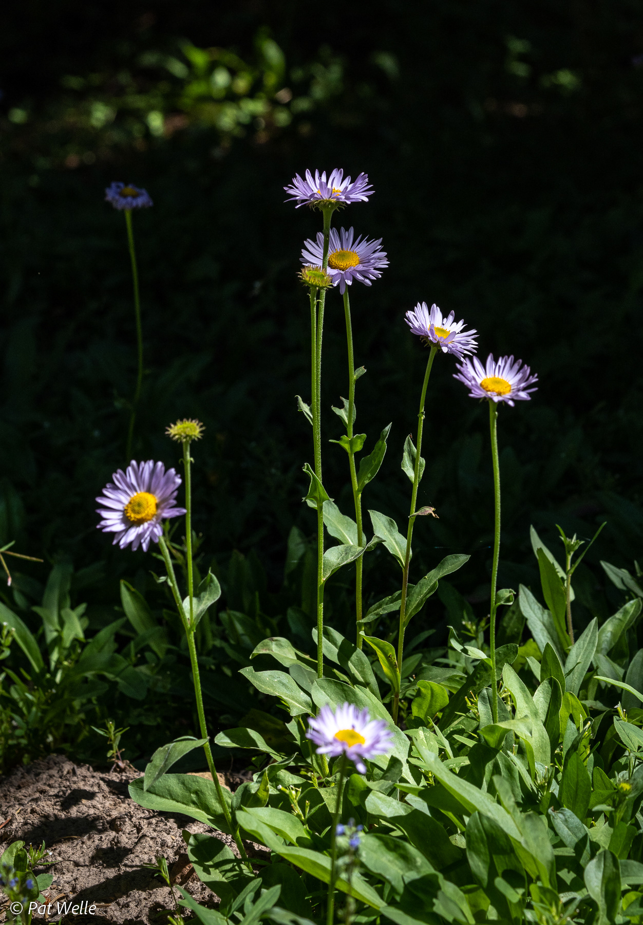 Fleabane