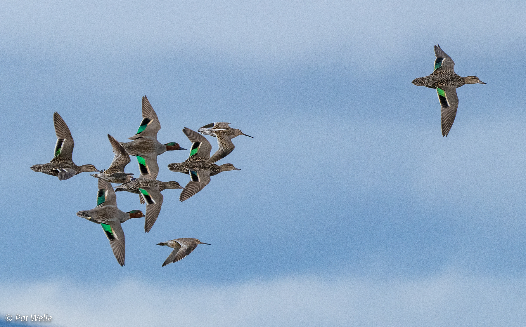 Green-winged Teal