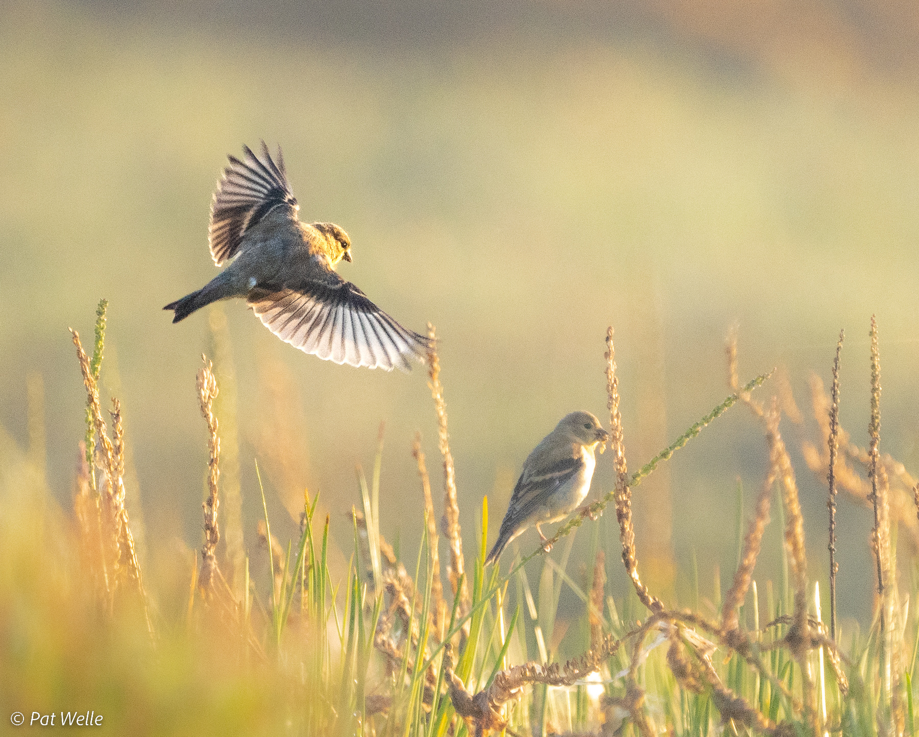 Goldfinch
