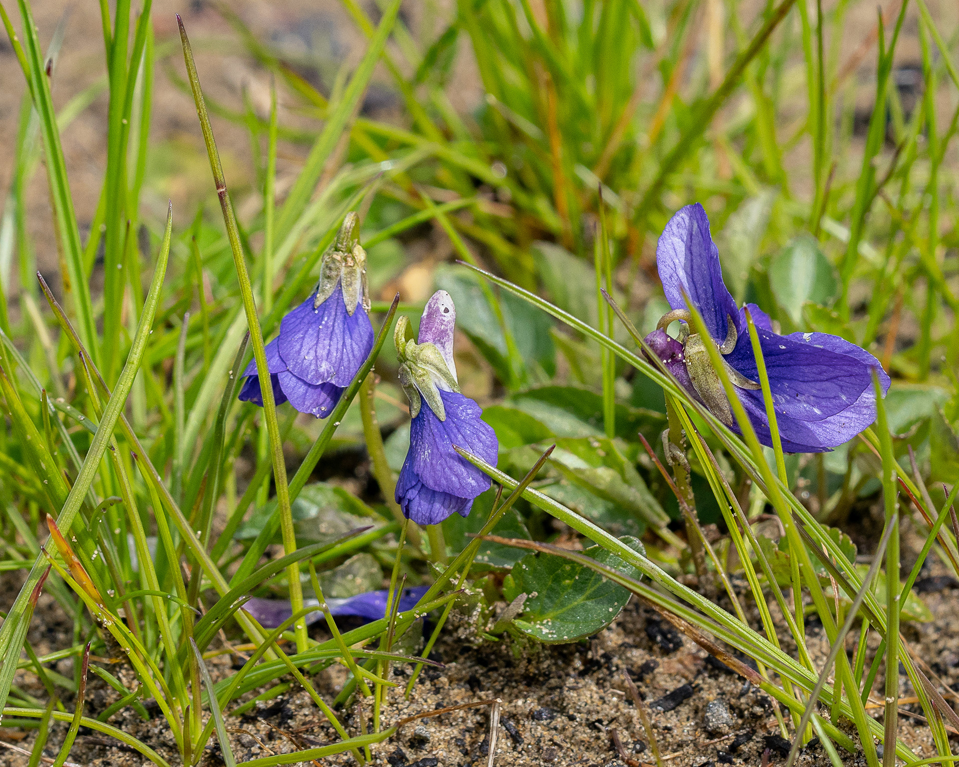 Violets