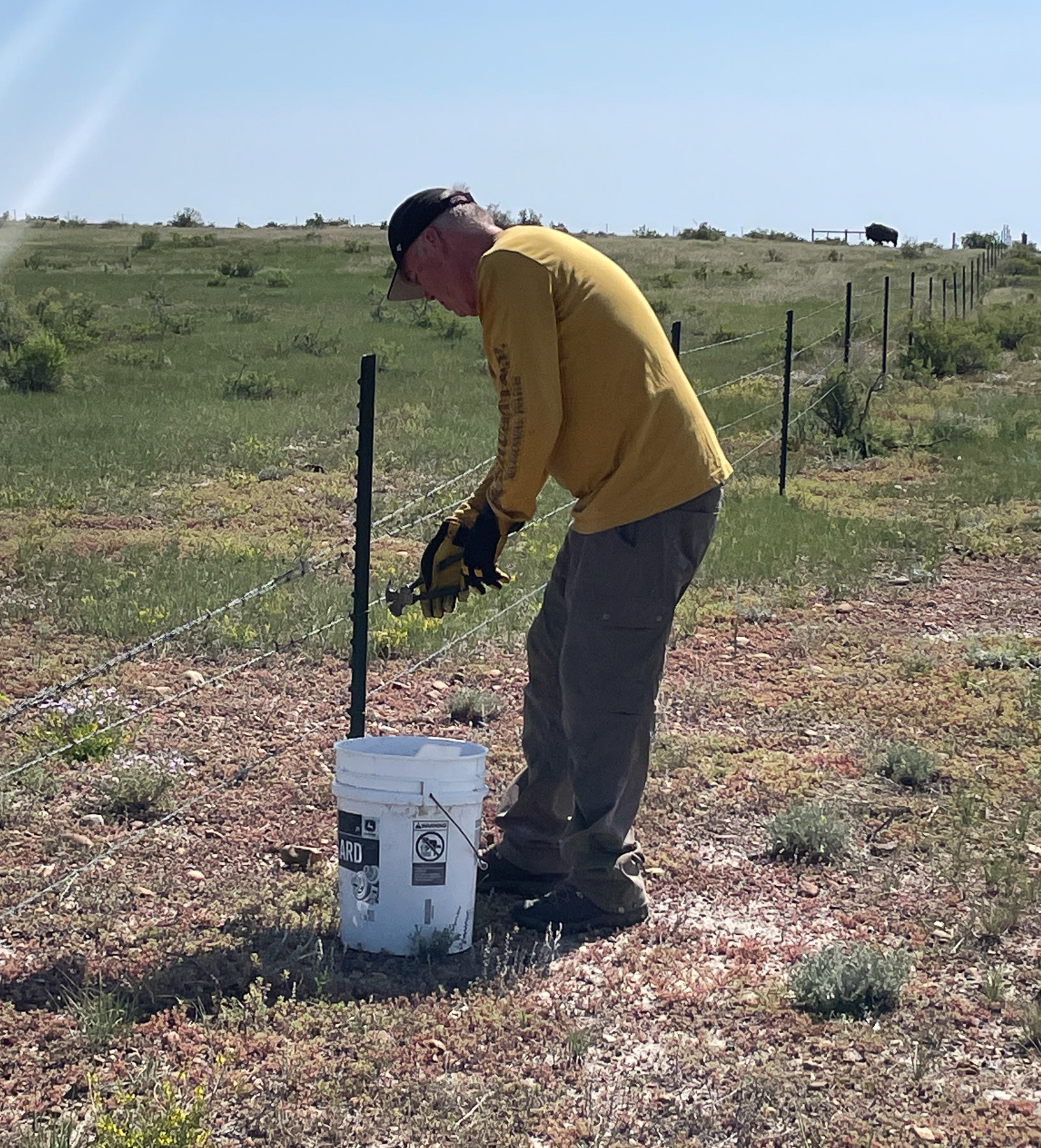 Working with bison watching