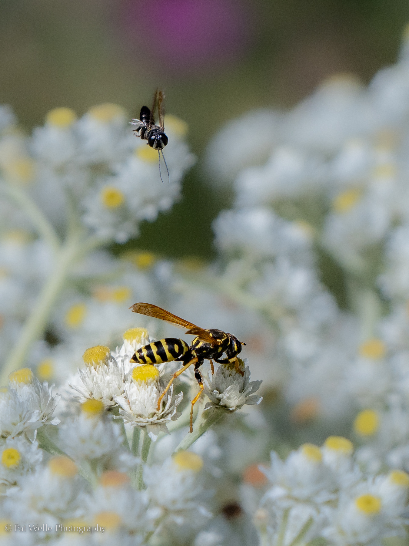 Pollinators