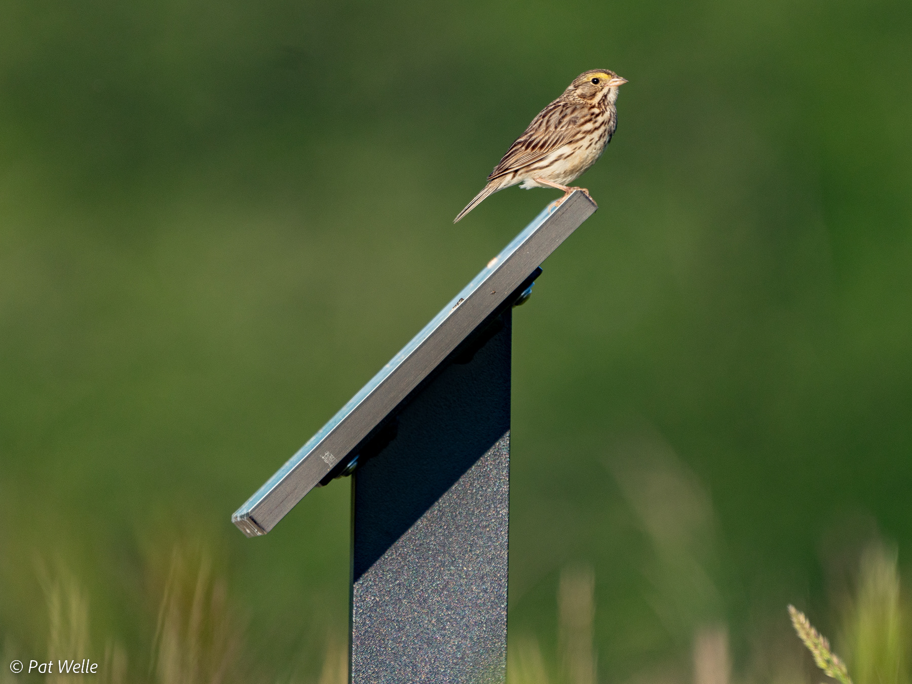 Song Sparrow on Trail Sign