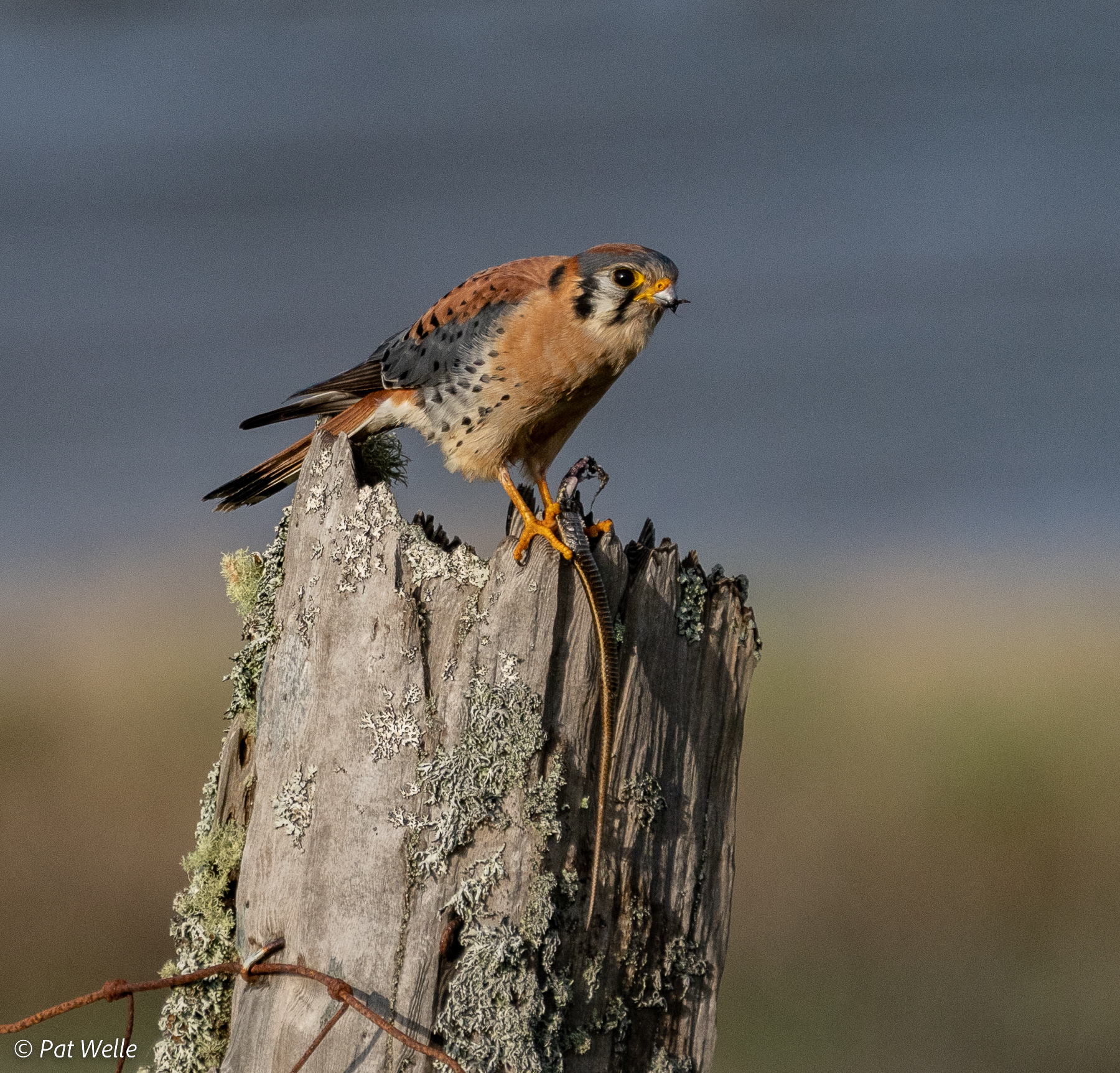 American Kestrel with snake