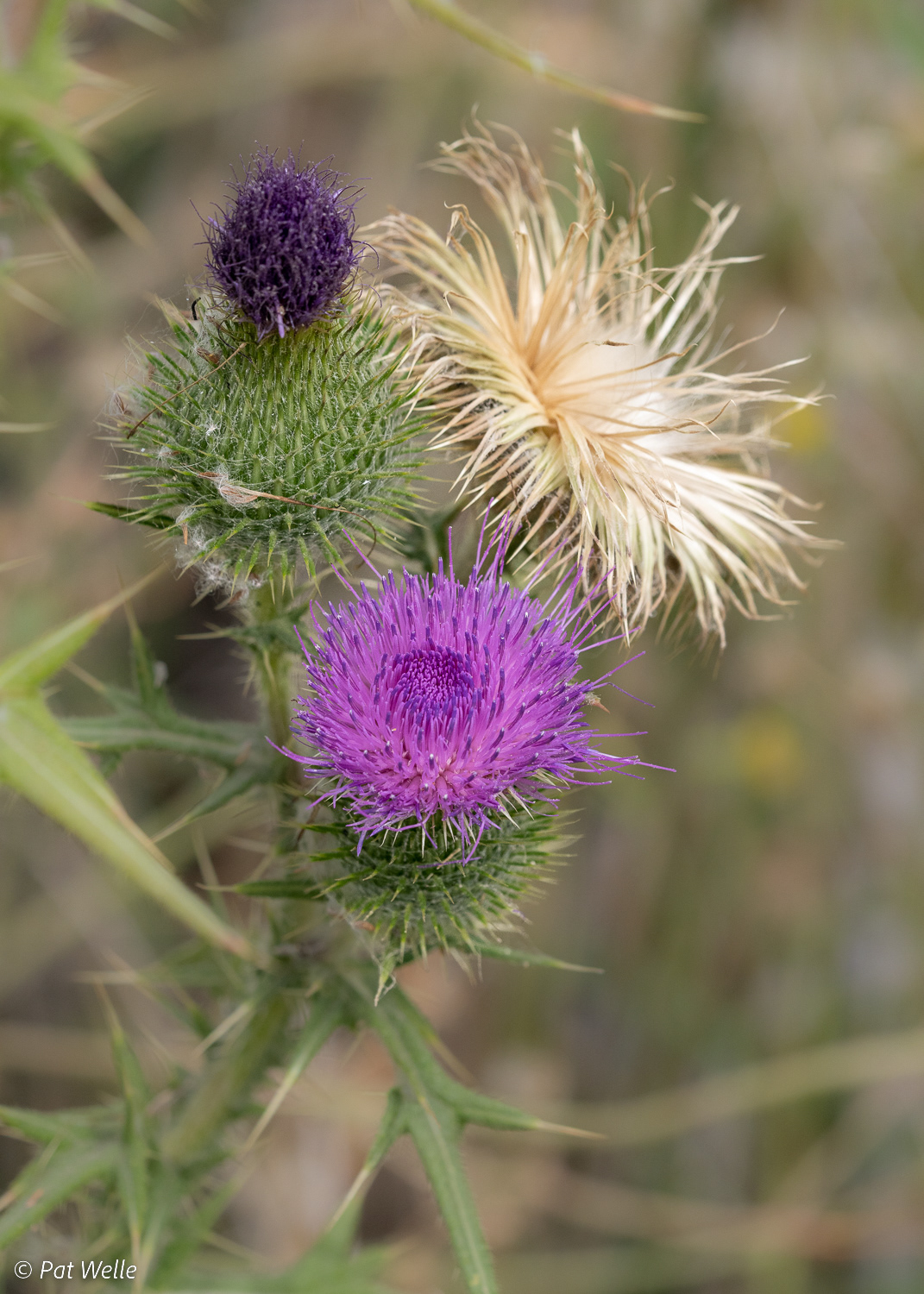 Thistle