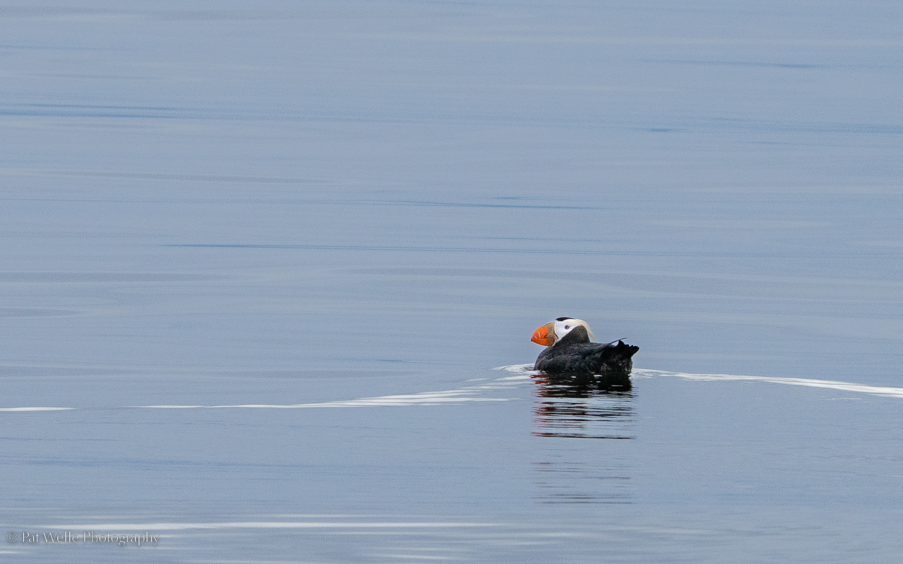 Horned Puffin, Kachemak Bay, Alaska
