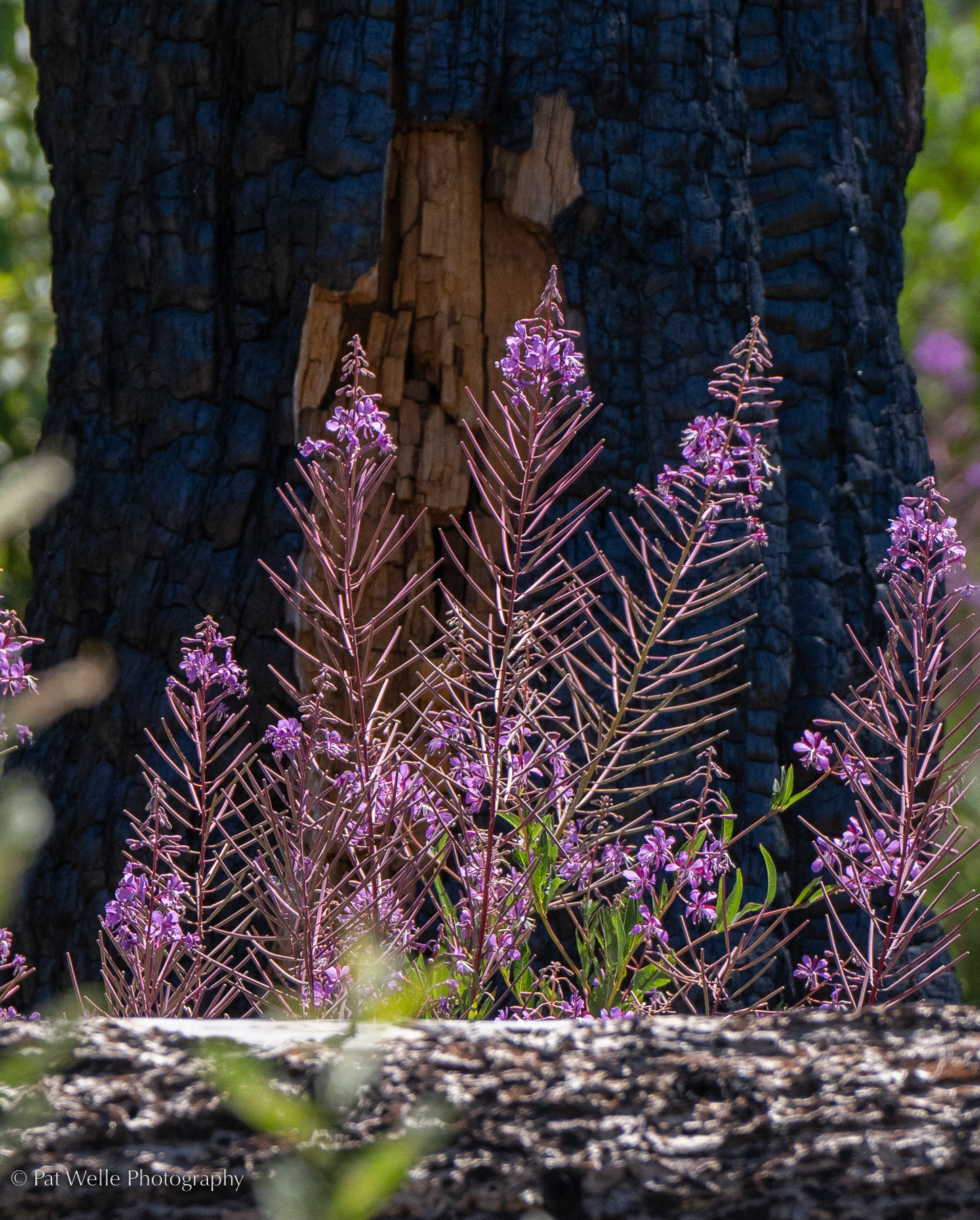 Fireweed after a Burn