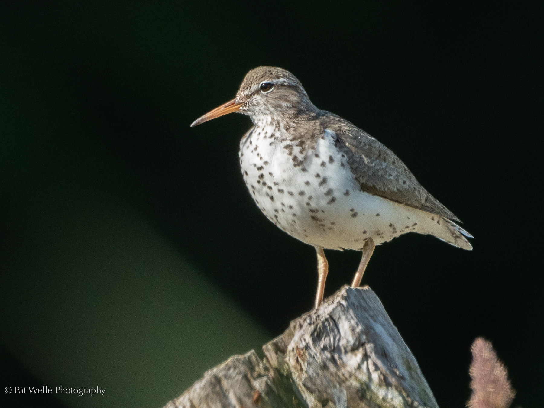 Spotted Sandpiper