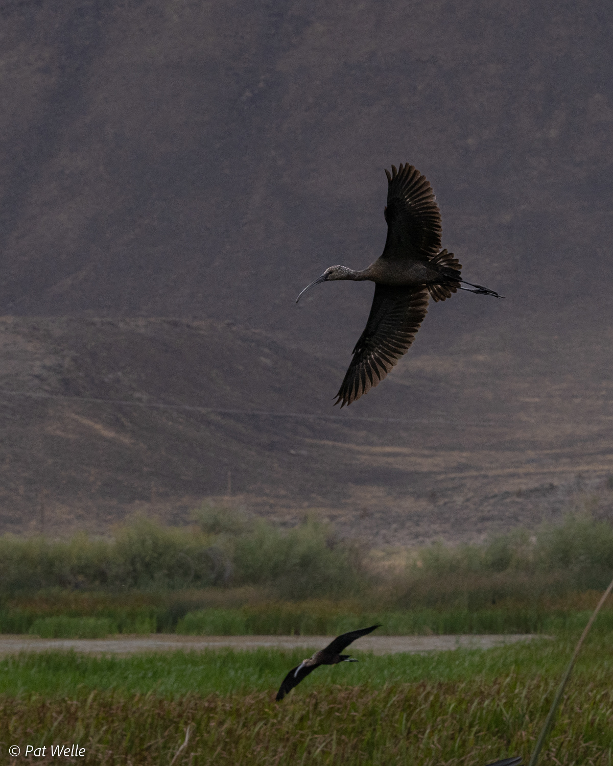 White Ibis