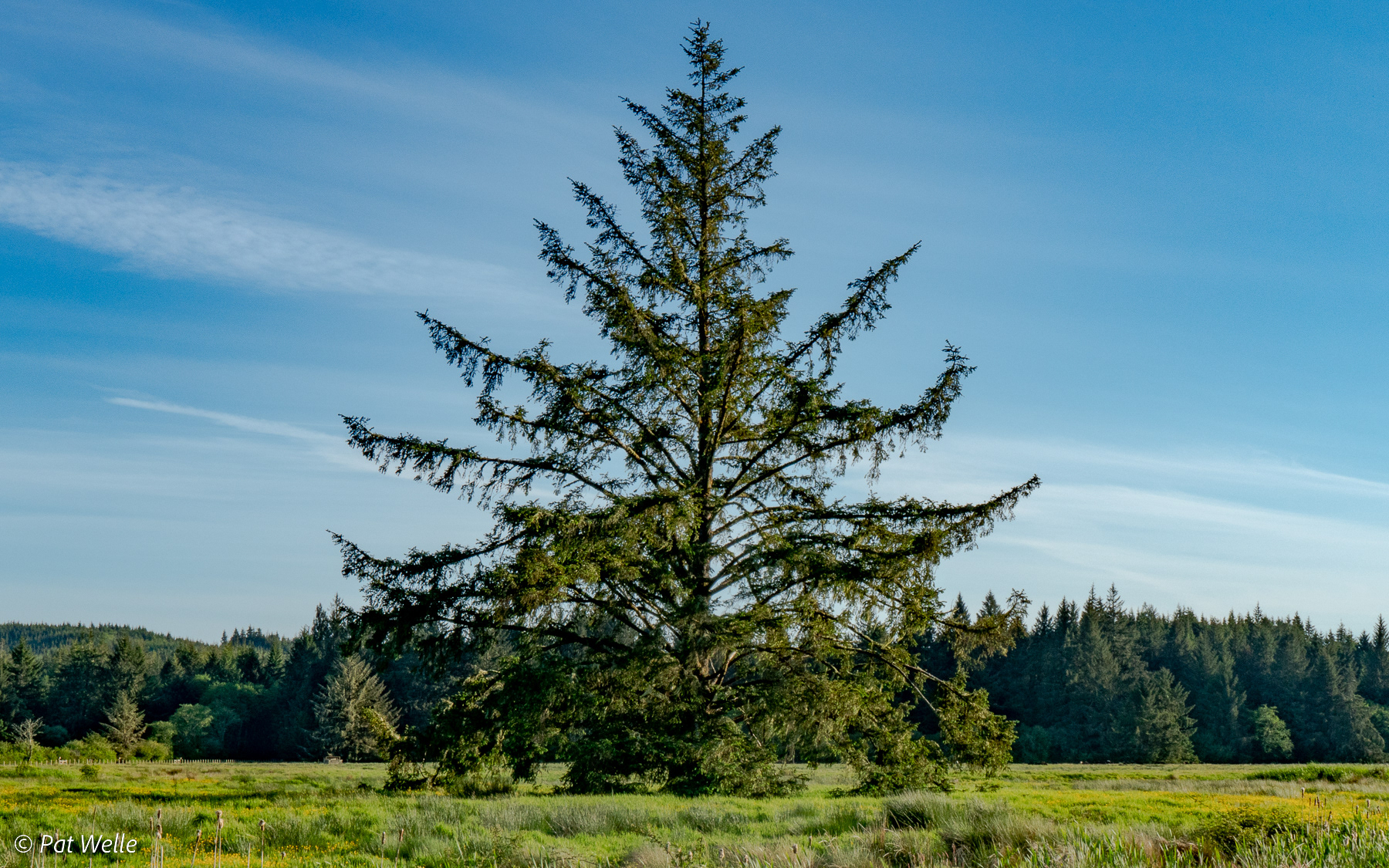 Doug Fir at South Bay