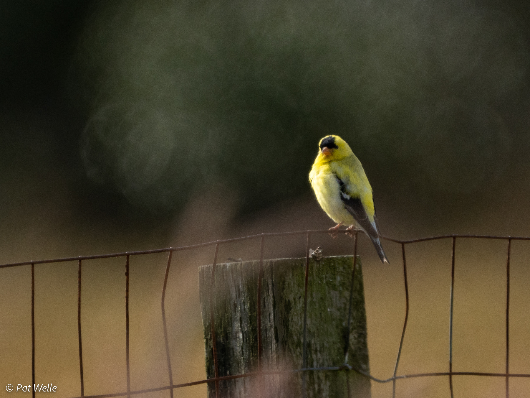 Goldfinch on the 'swallow' fence
