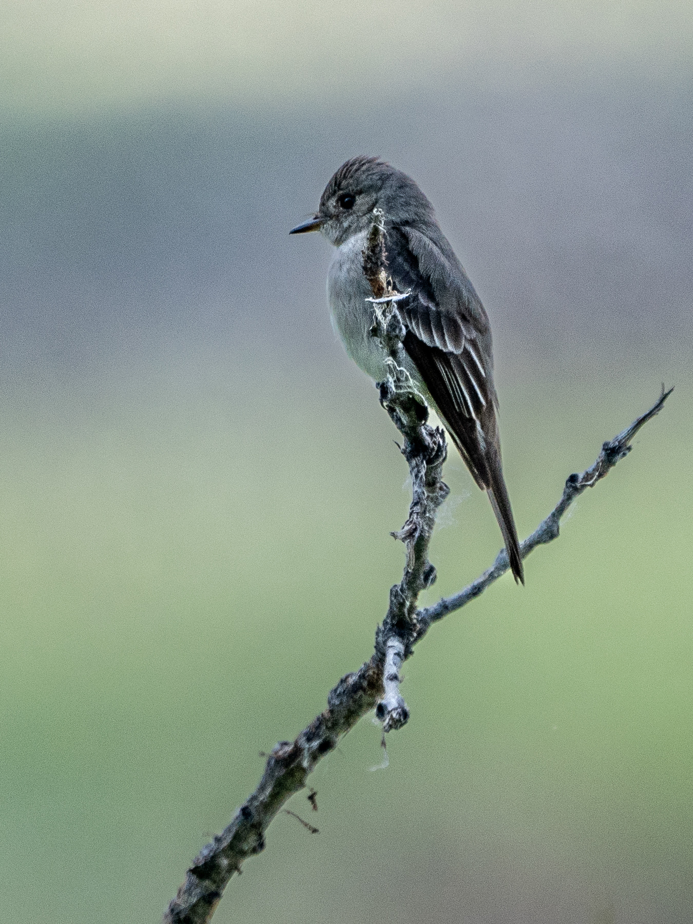 Eastern Phoebe