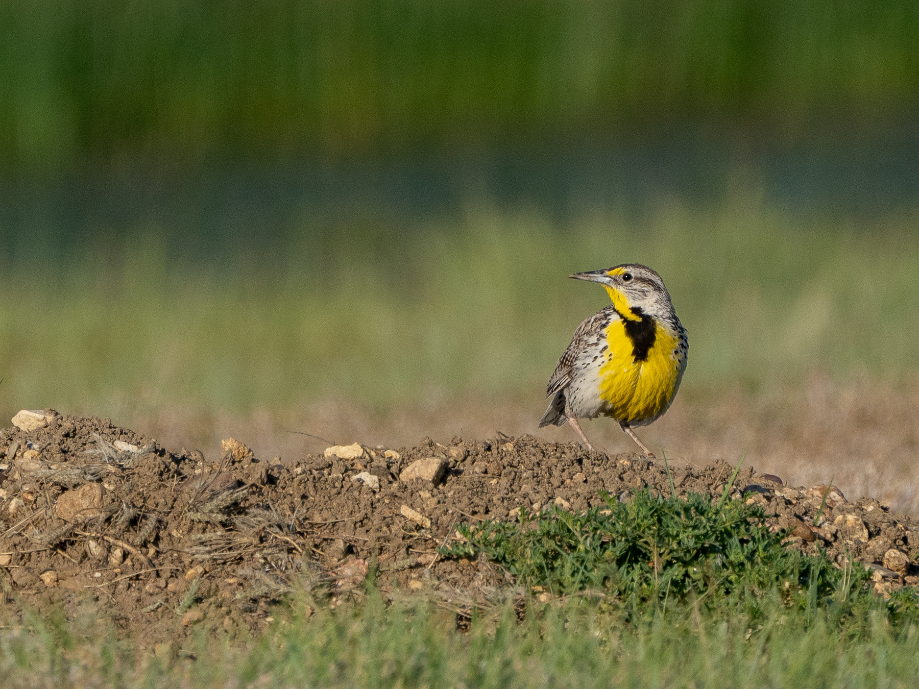 Western Meadowlark