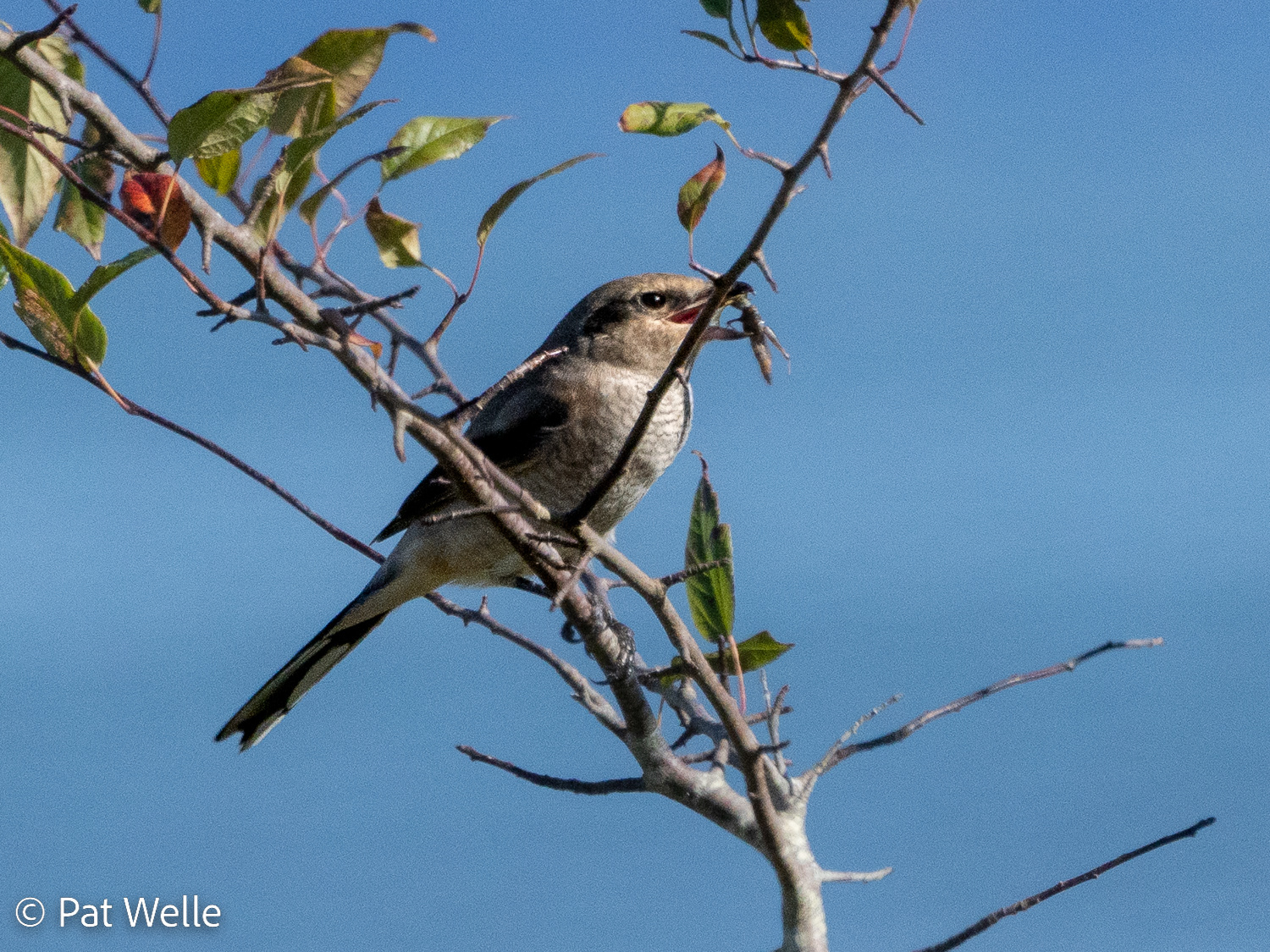 Northern Shrike