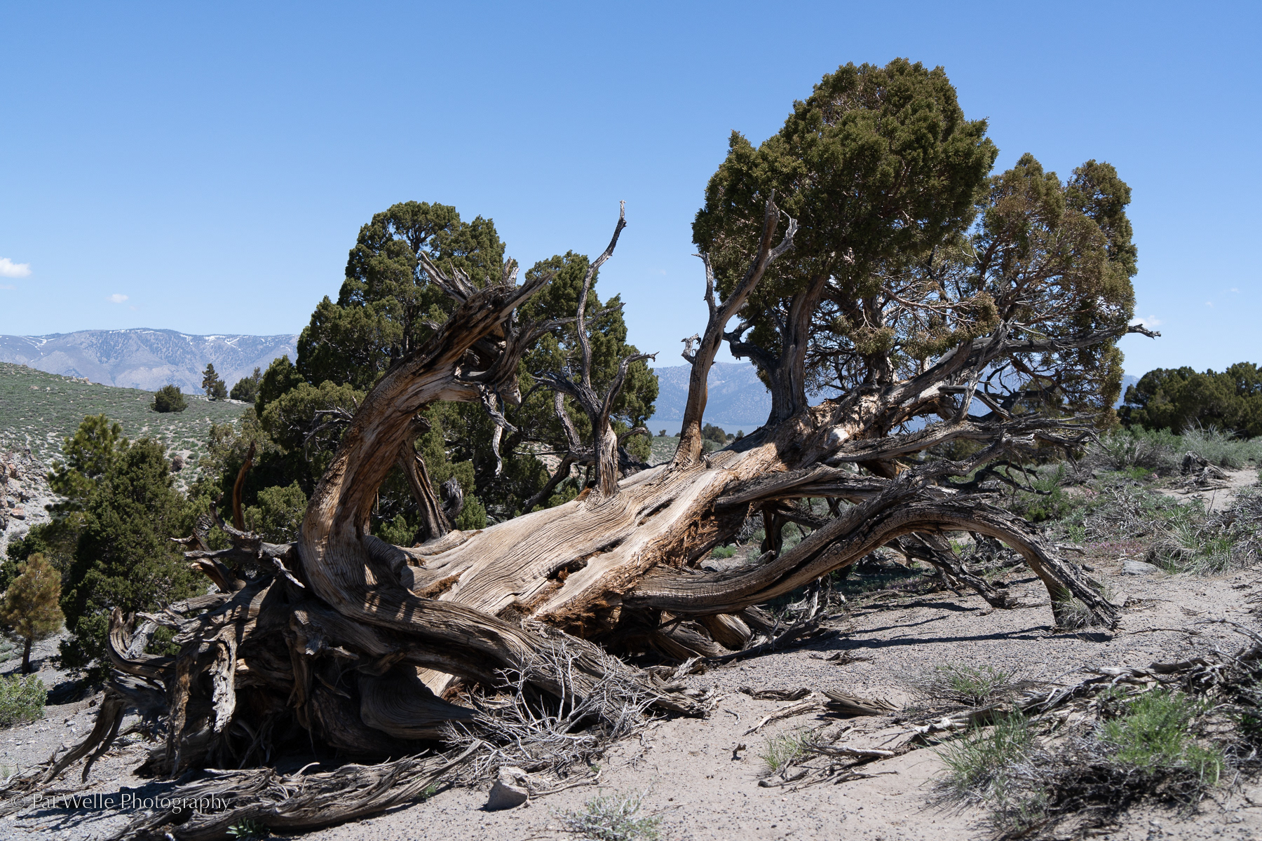 Above Hot Creek, California