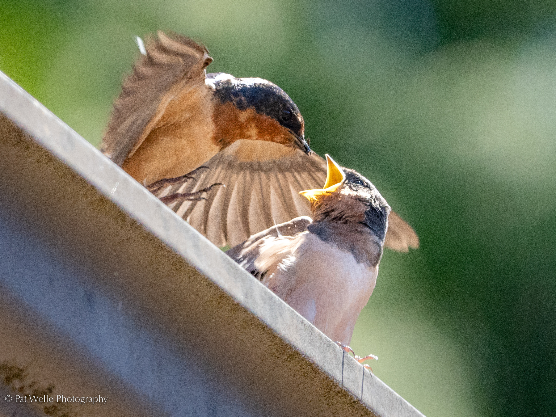 Barn Swallows - Feeding in Wind!