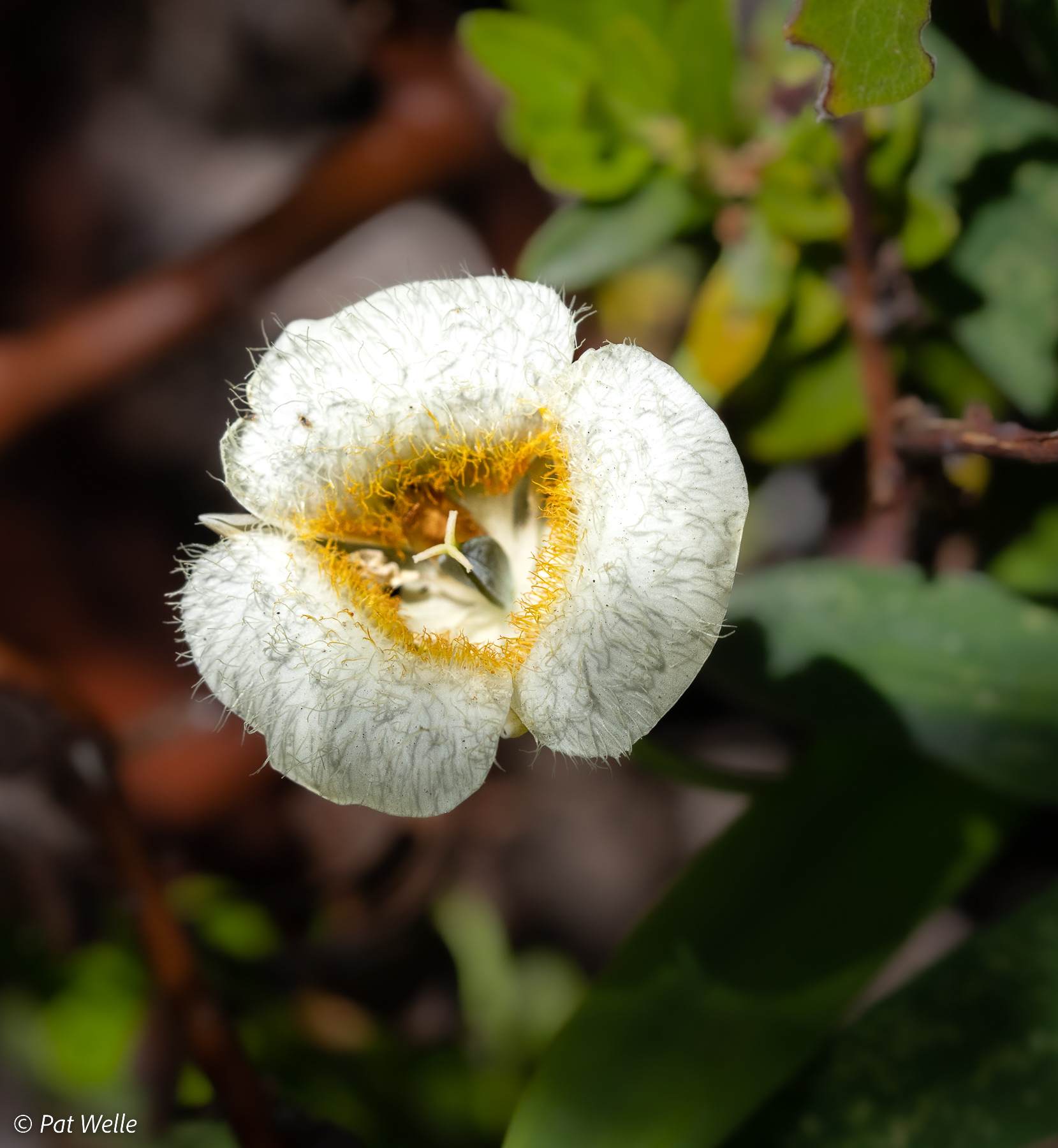 Mariposa Lily