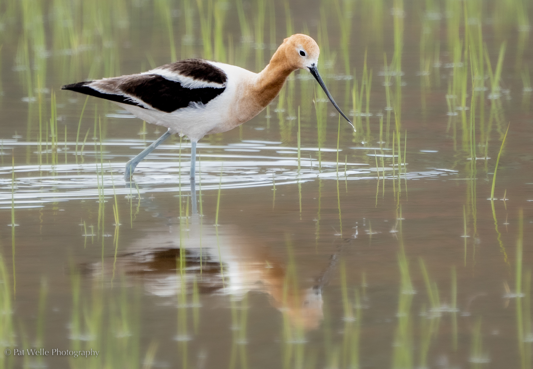 Avocet