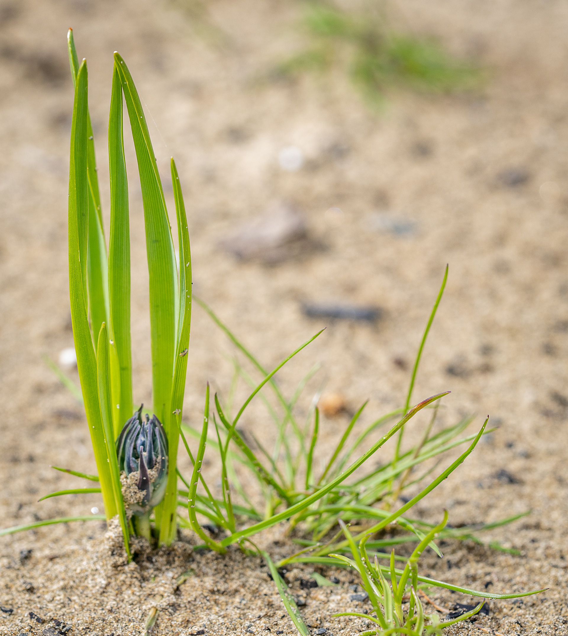 Camas