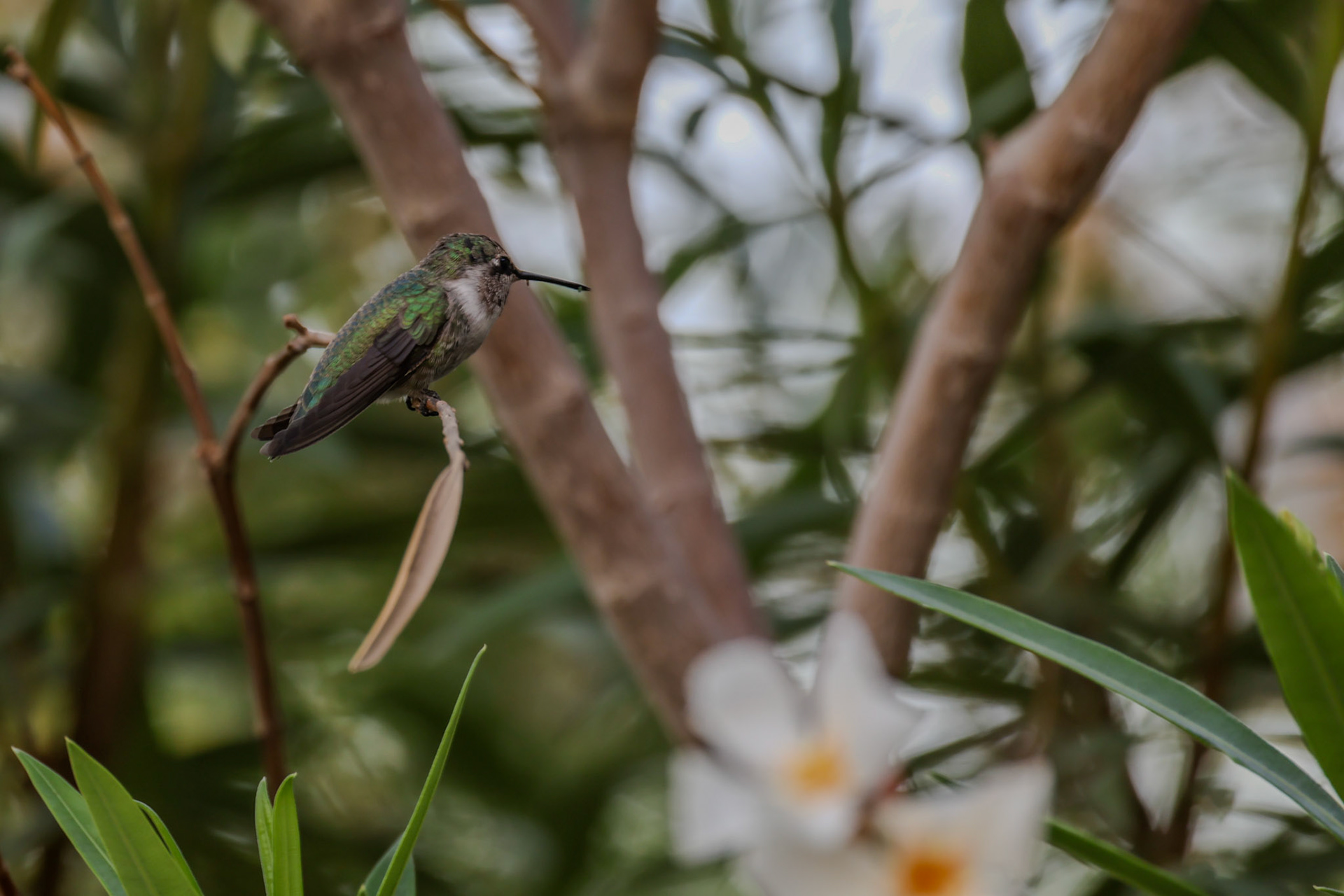 Kolibri in de ochtend