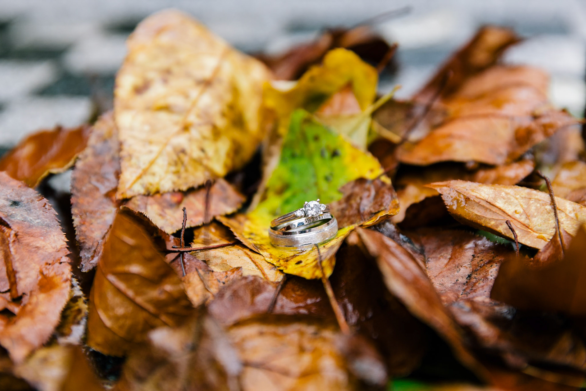 Wedding rings among dry leaves in autumn.