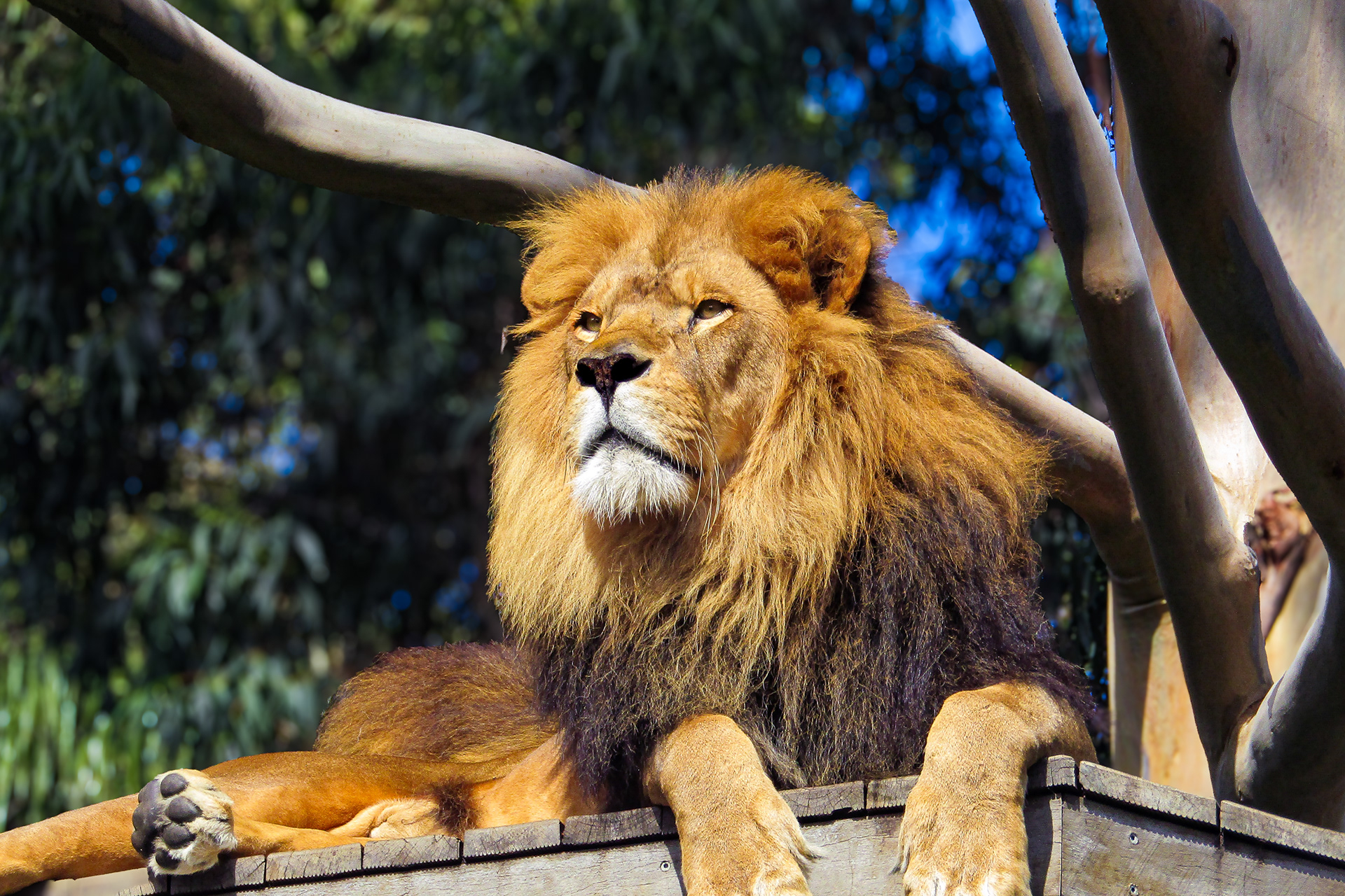 King of the Melbourne Zoo