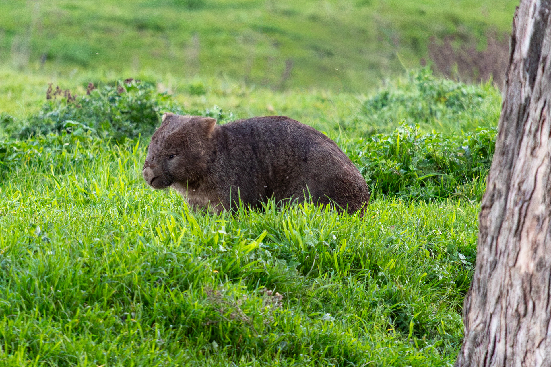 Common wombat