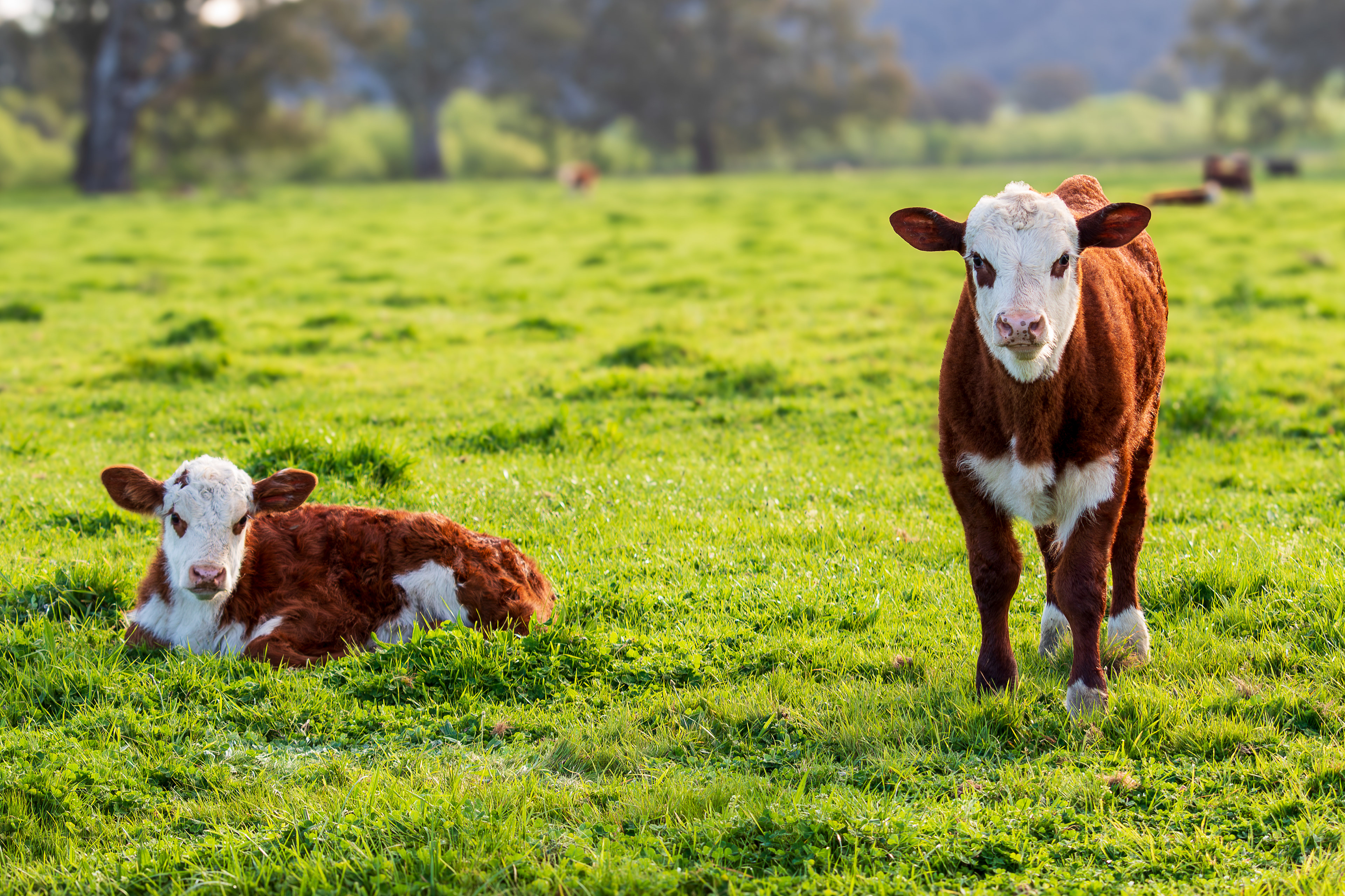 Hereford calves