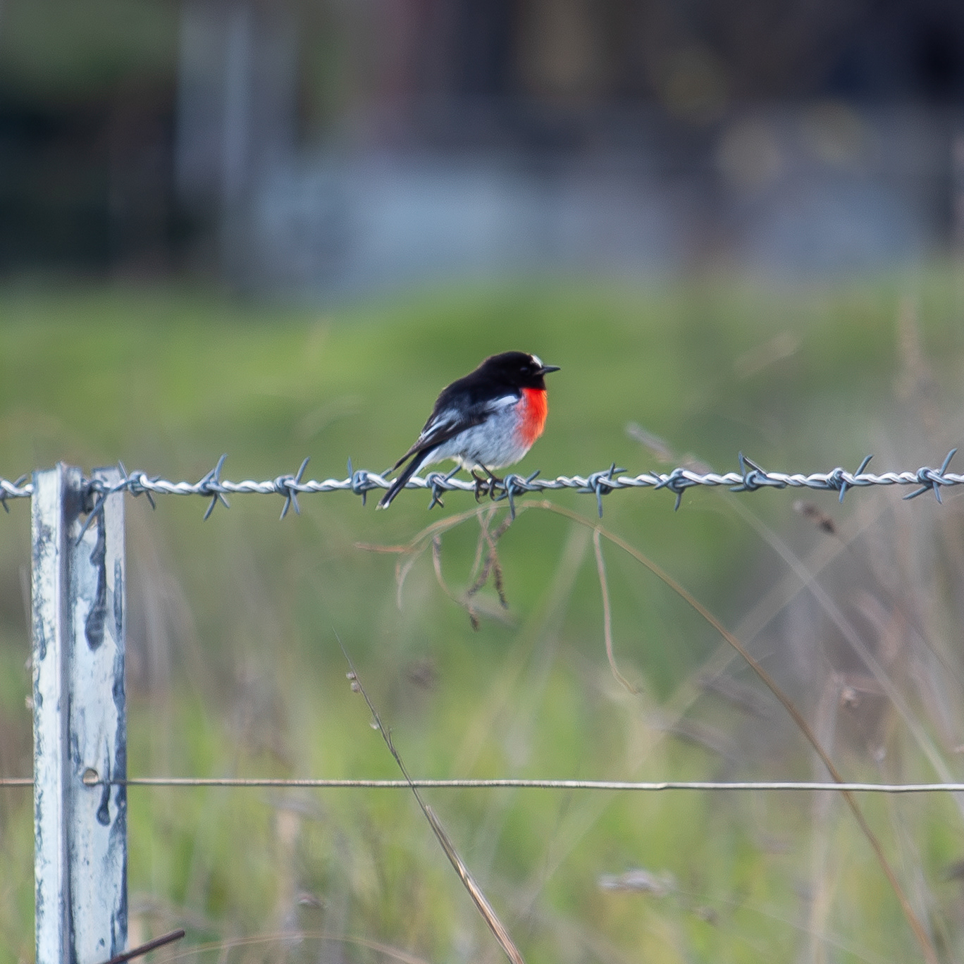 Red Robin