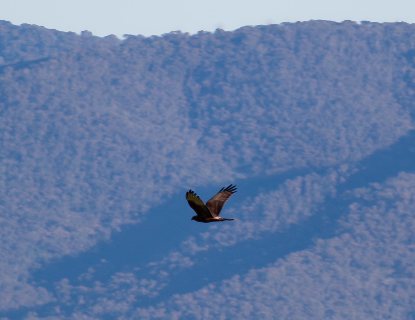 Eagle flight